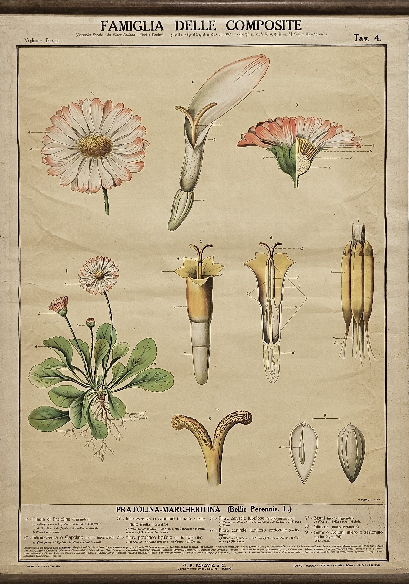 tavola parietale didattica, Pratolina di Produzione scientifica Paravia, Roda, Giuseppe - manifattura italiana (XX)