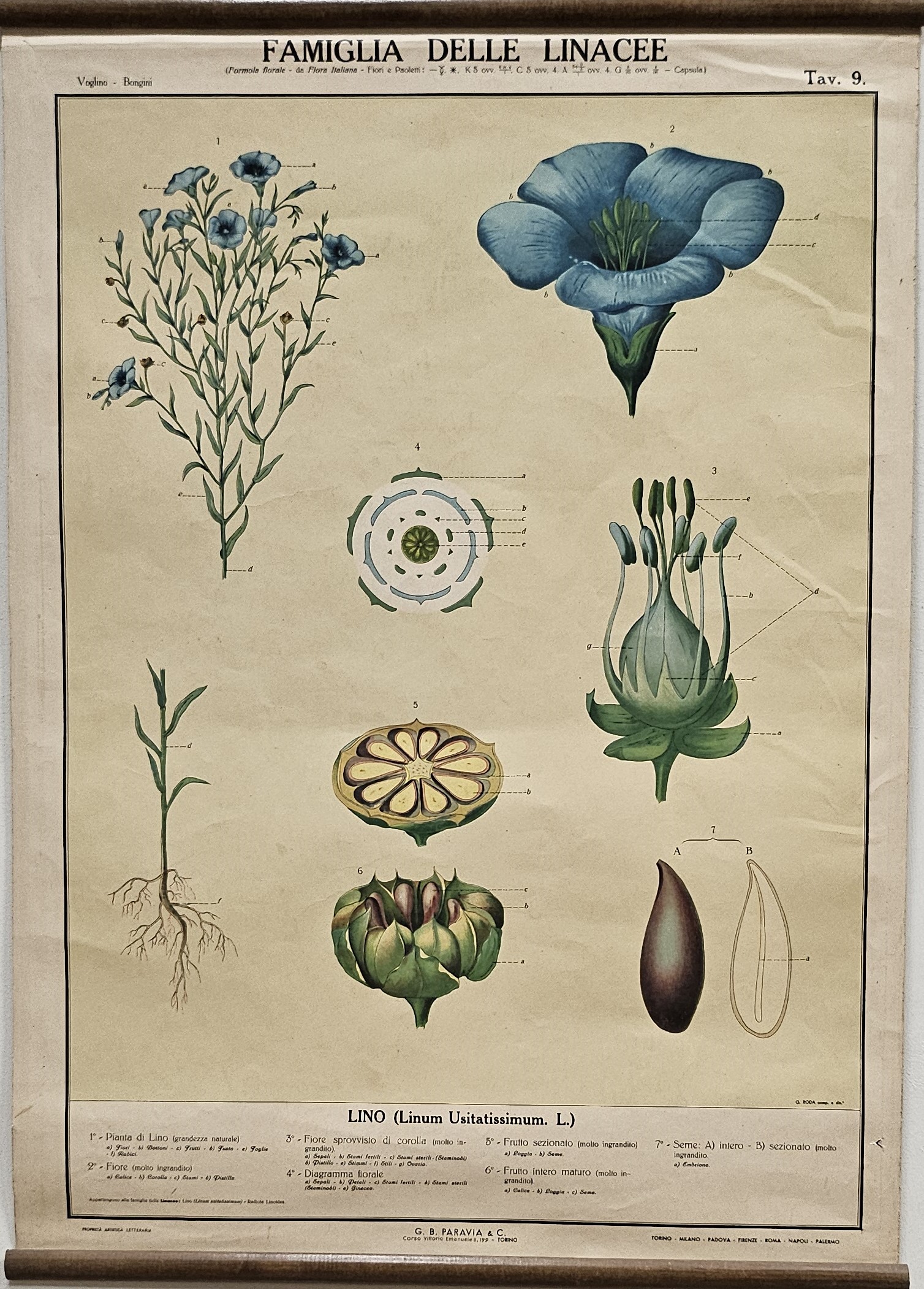 tavola parietale didattica, Lino di Produzione scientifica Paravia, Roda, Giuseppe - manifattura italiana (XX)