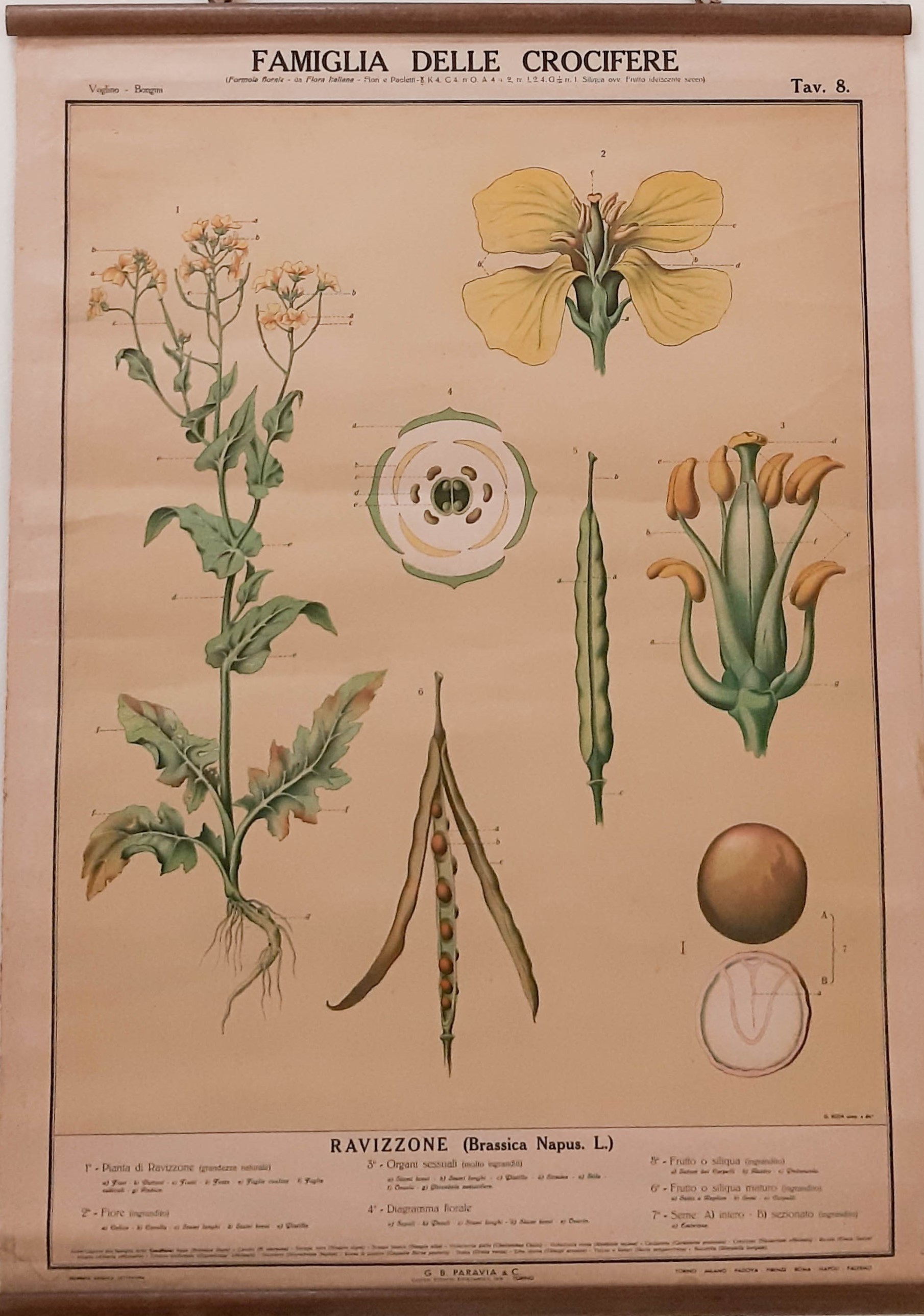 tavola parietale didattica, Ravizzone di Produzione scientifica Paravia, Roda, Giuseppe - manifattura italiana (XX)