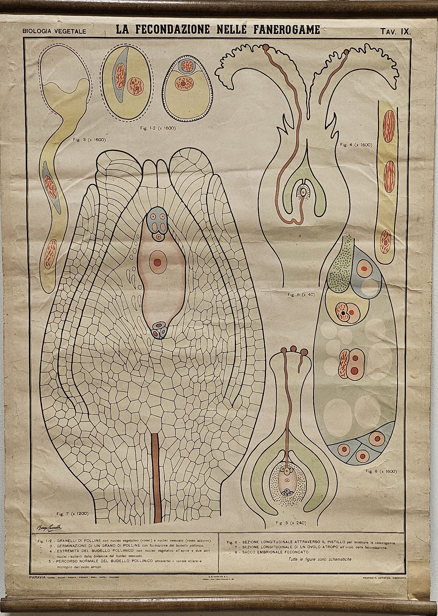 tavola parietale didattica, La fecondazione nelle fanerogame di Produzione scientifica Paravia - manifattura italiana (XX)