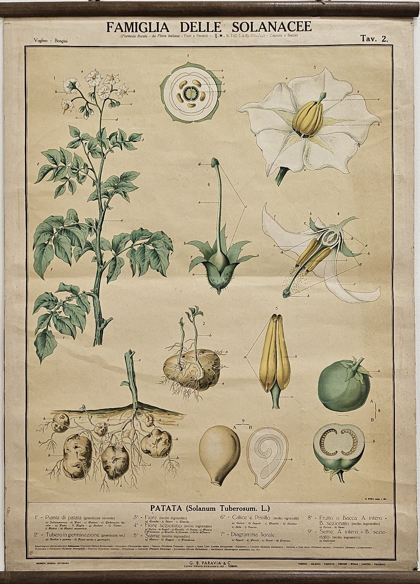 tavola parietale didattica, Patata di Produzione scientifica Paravia, Roda, Giuseppe - manifattura italiana (XX)