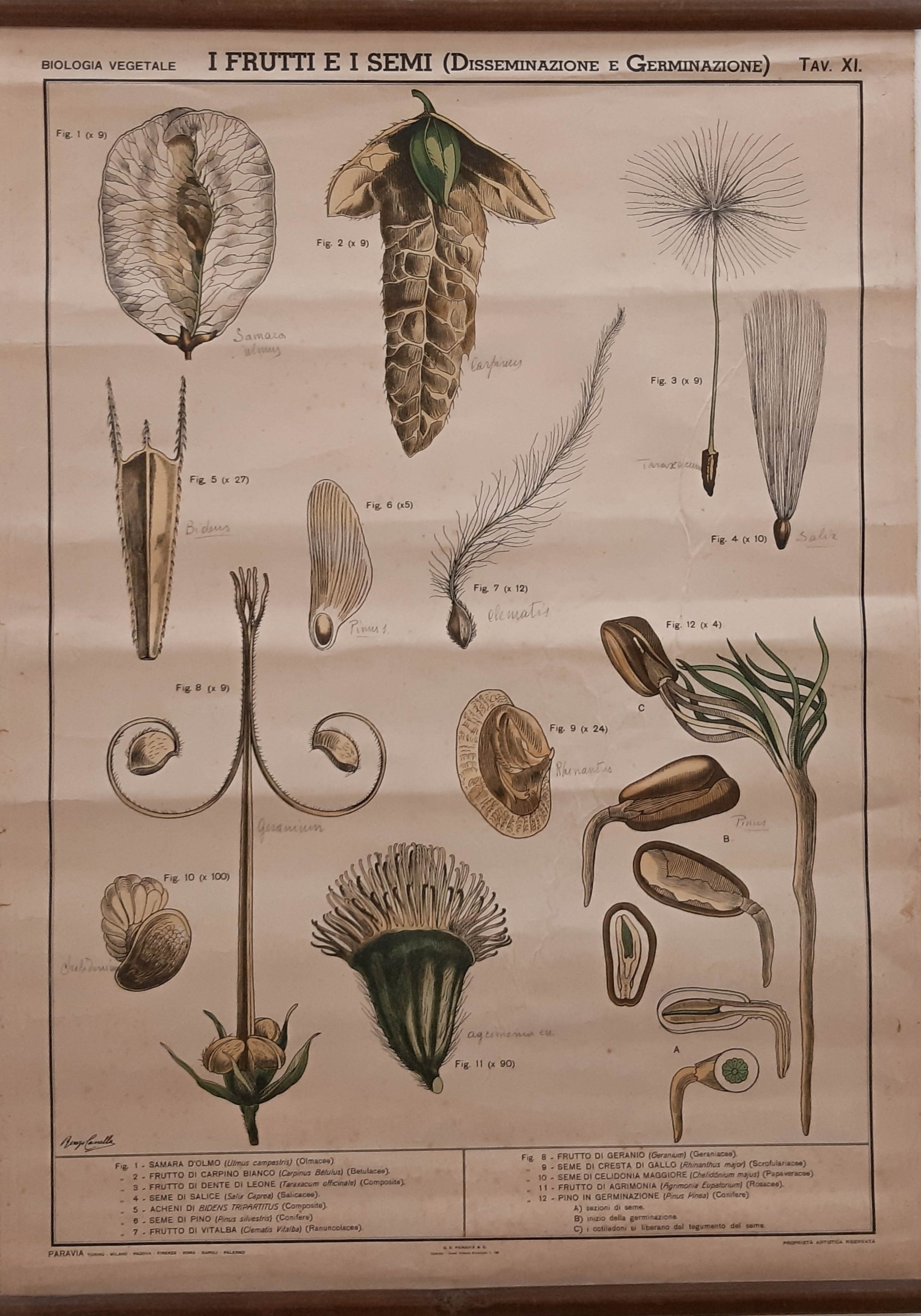 tavola parietale didattica, i frutti e i semi (disseminazione e germinazione) di Produzione scientifica Paravia - manifattura italiana (XX)