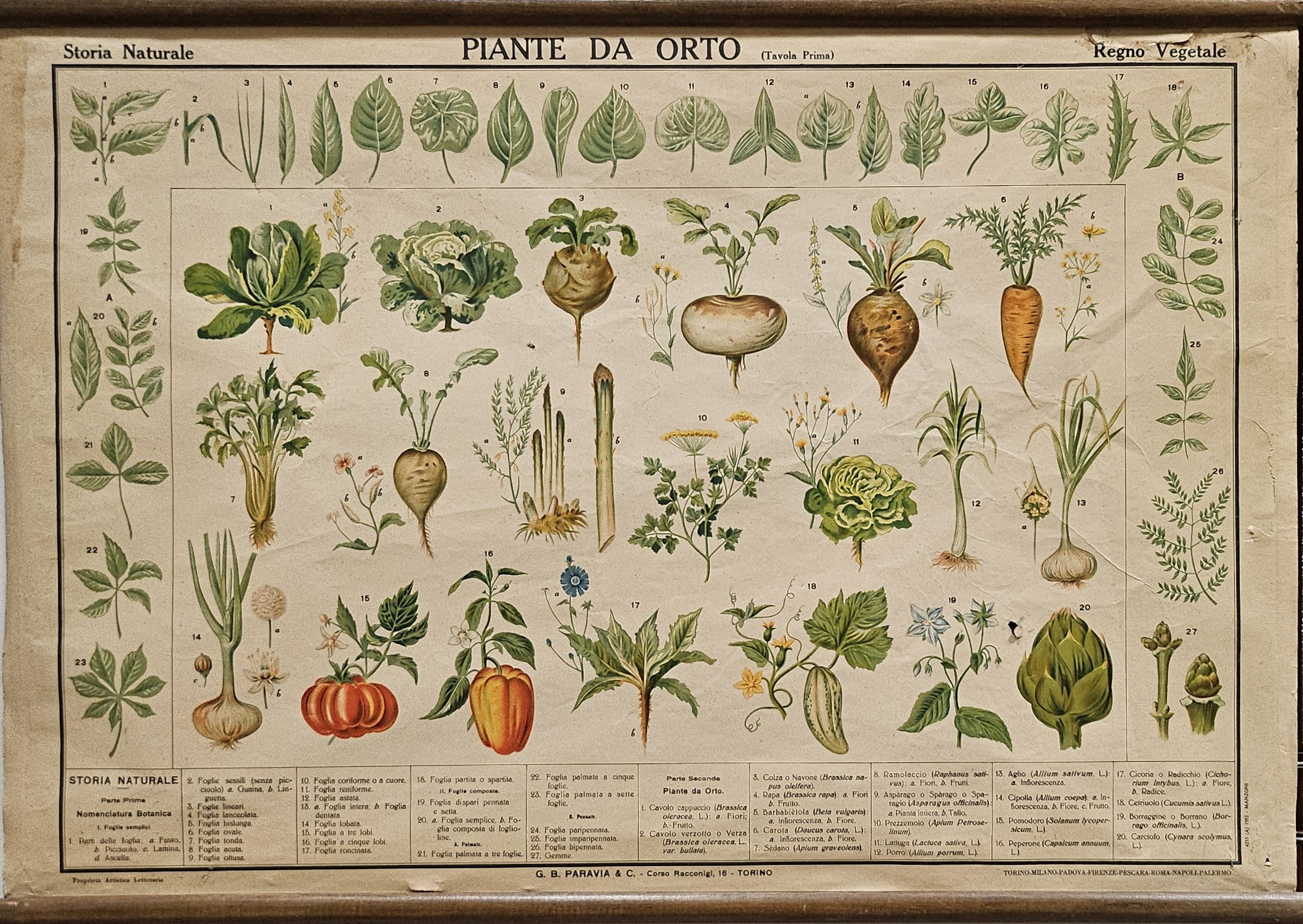 tavola parietale didattica, piante da orto di Produzione scientifica Paravia - manifattura italiana (XX)
