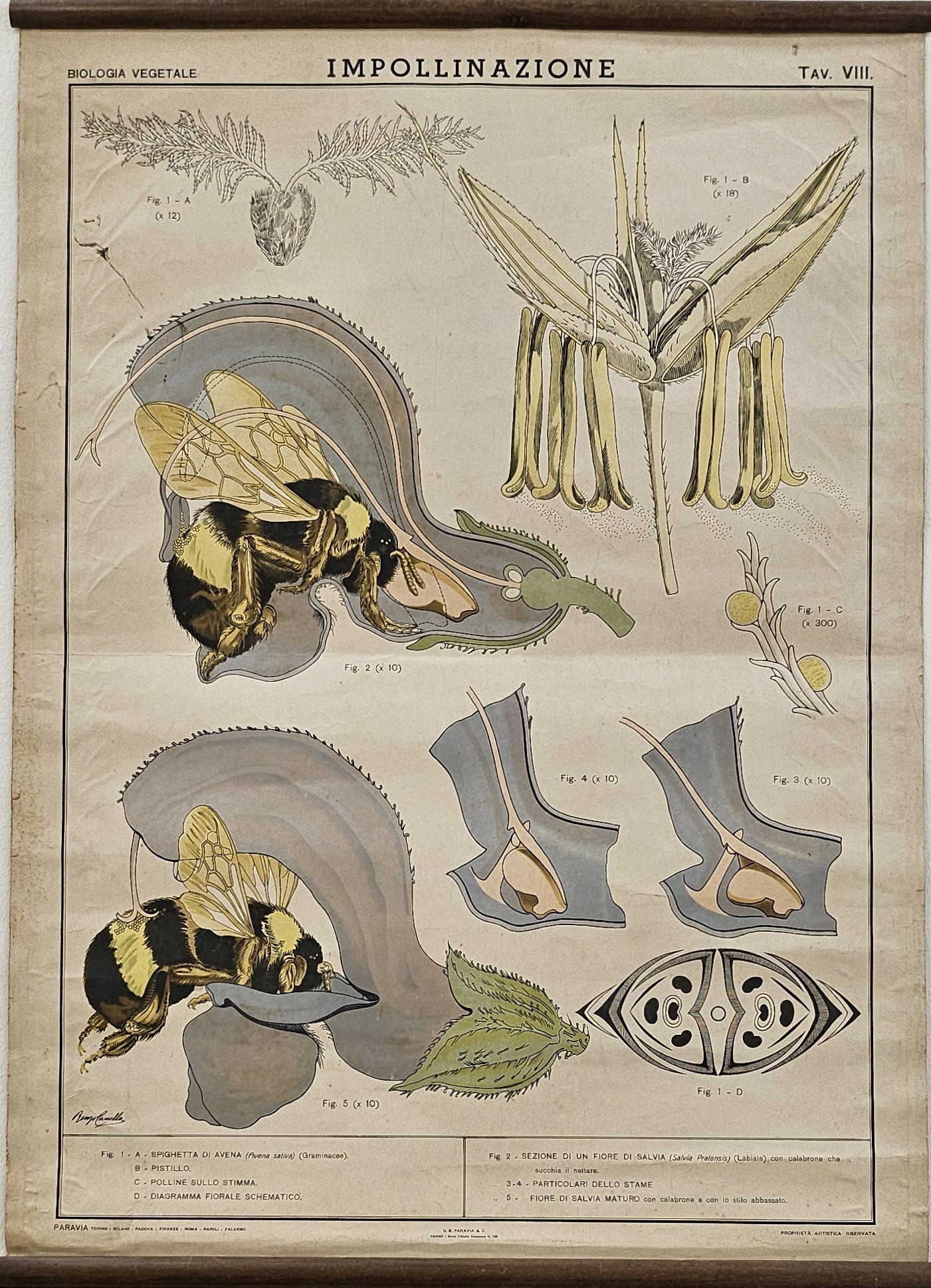 tavola parietale didattica, Impollinazione di Produzione scientifica Paravia, Cannella,Renzo - manifattura italiana (XX)