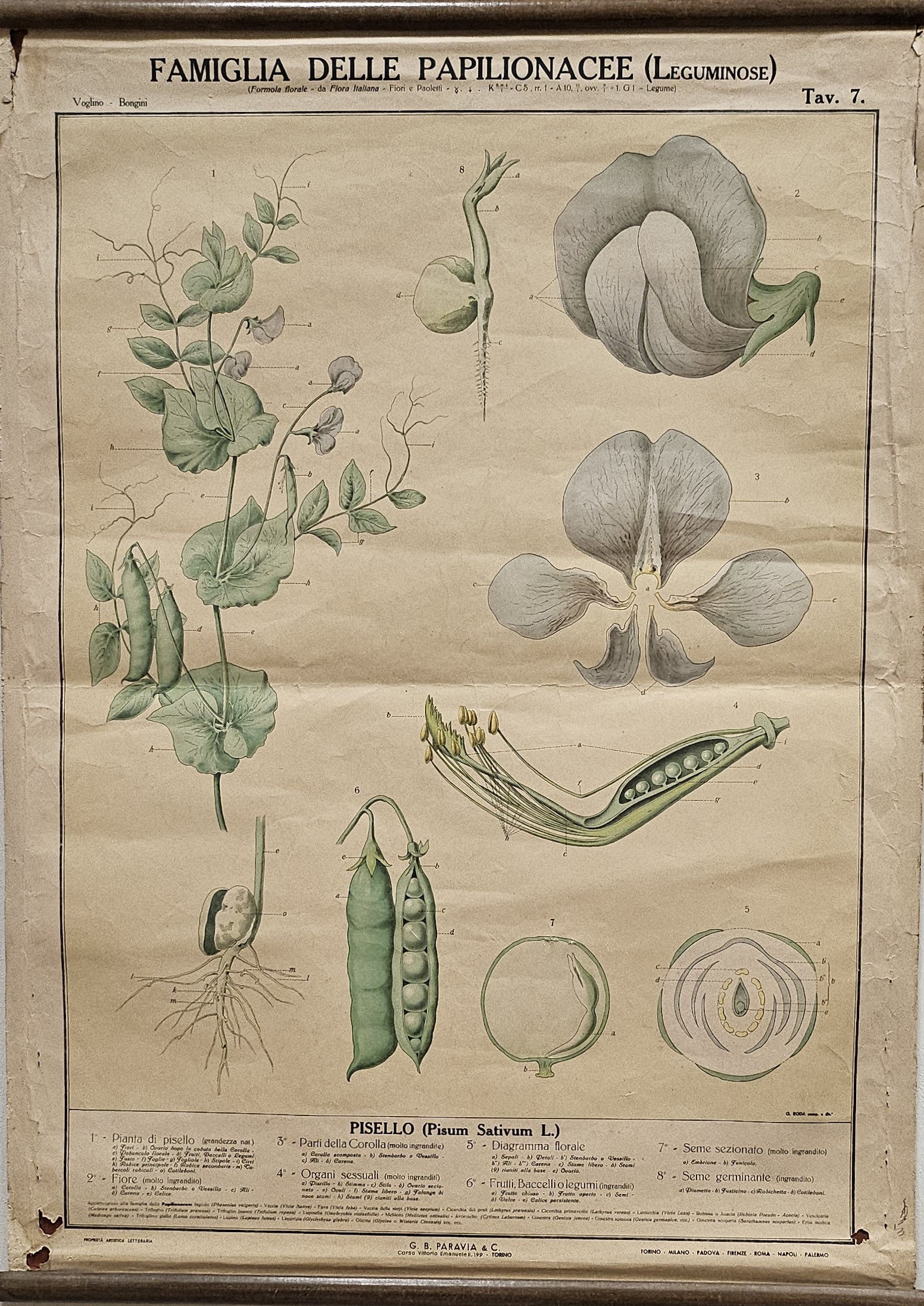 tavola parietale didattica, Famiglia delle Papilionacee (Leguminose) di Produzione scientifica Paravia - manifattura italiana (XX)