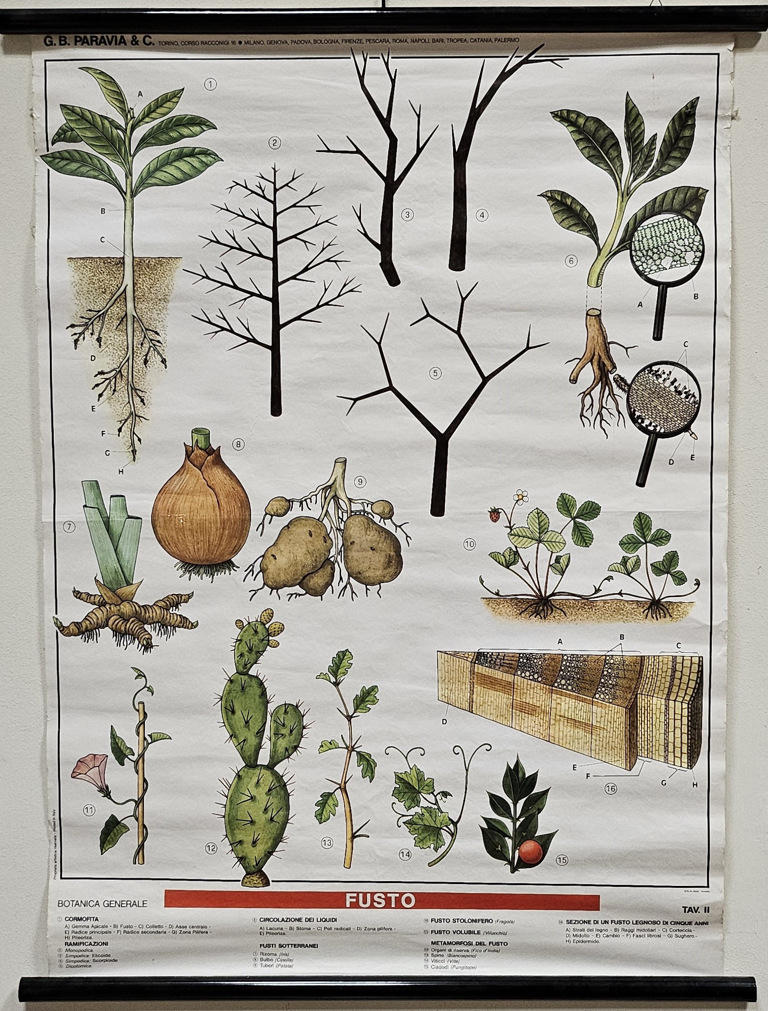 tavola parietale didattica, Fusto di Produzione scientifica Paravia - manifattura italiana (XX)