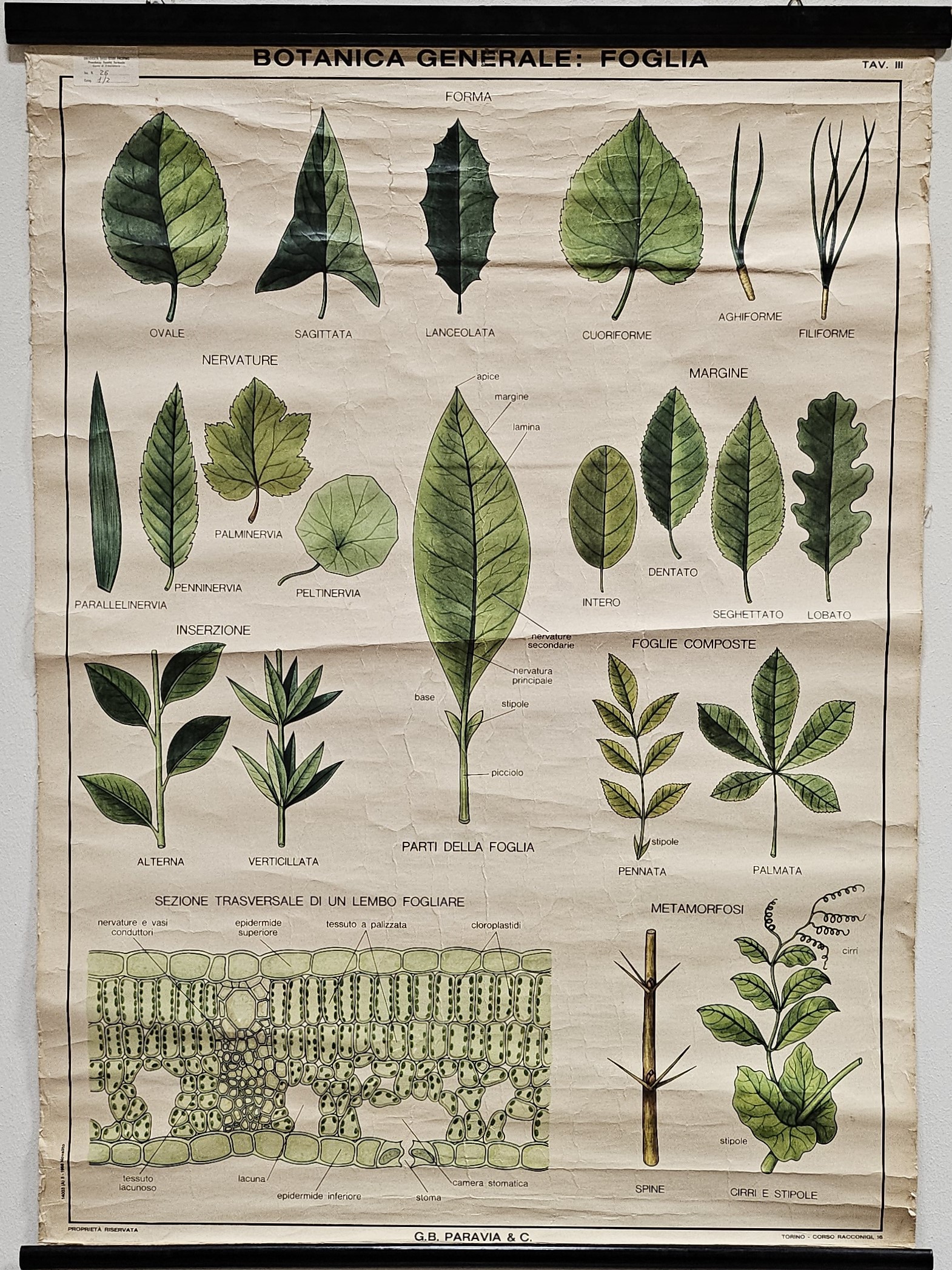 tavola parietale didattica, Botanica Generale: foglia di Produzione scientifica Paravia - manifattura italiana (XX)