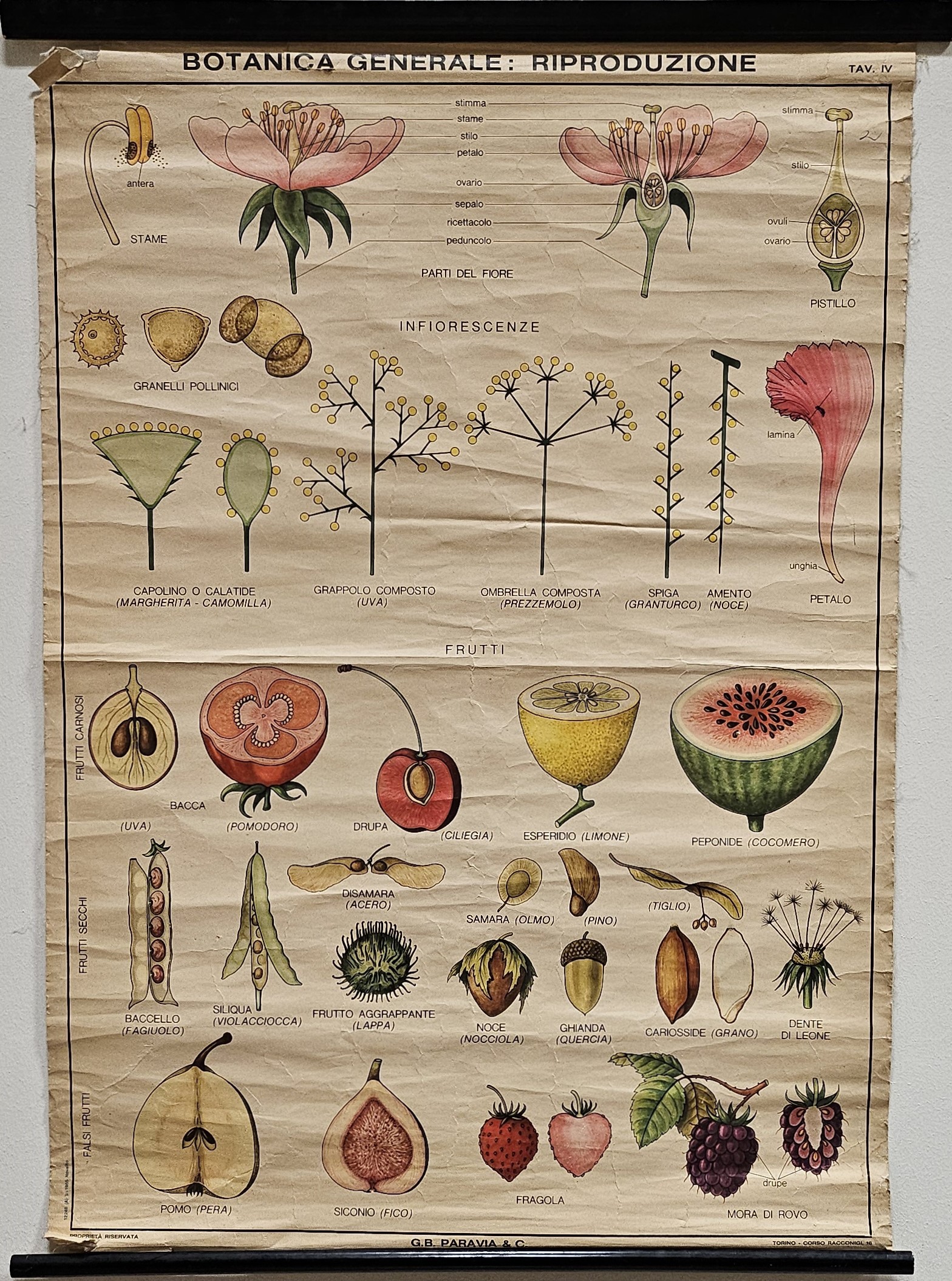 tavola parietale didattica, Botanica Generale: riproduzione di Produzione scientifica Paravia - manifattura italiana (XX)