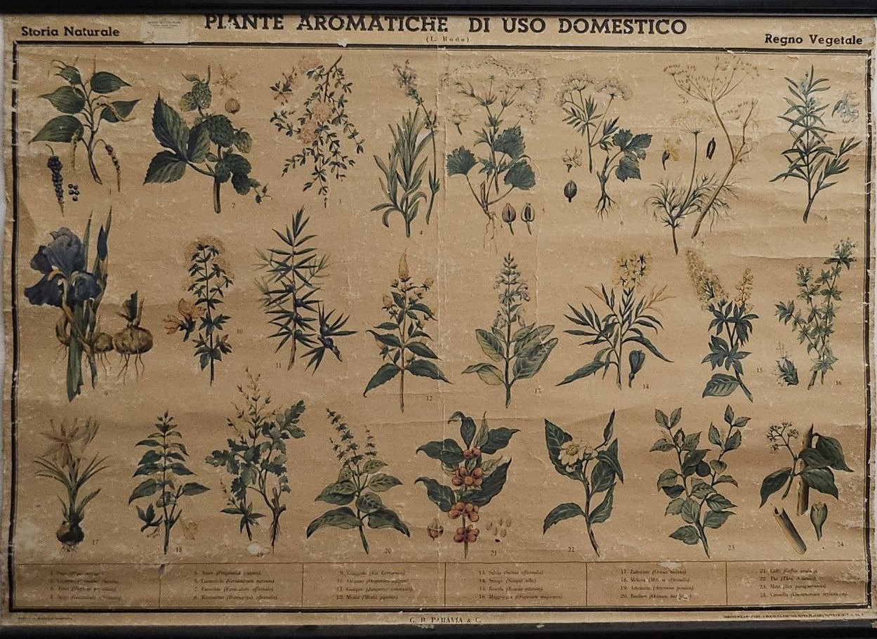 tavola parietale didattica, piante aromatiche di uso domestico di Produzione scientifica Paravia - manifattura italiana (XX)