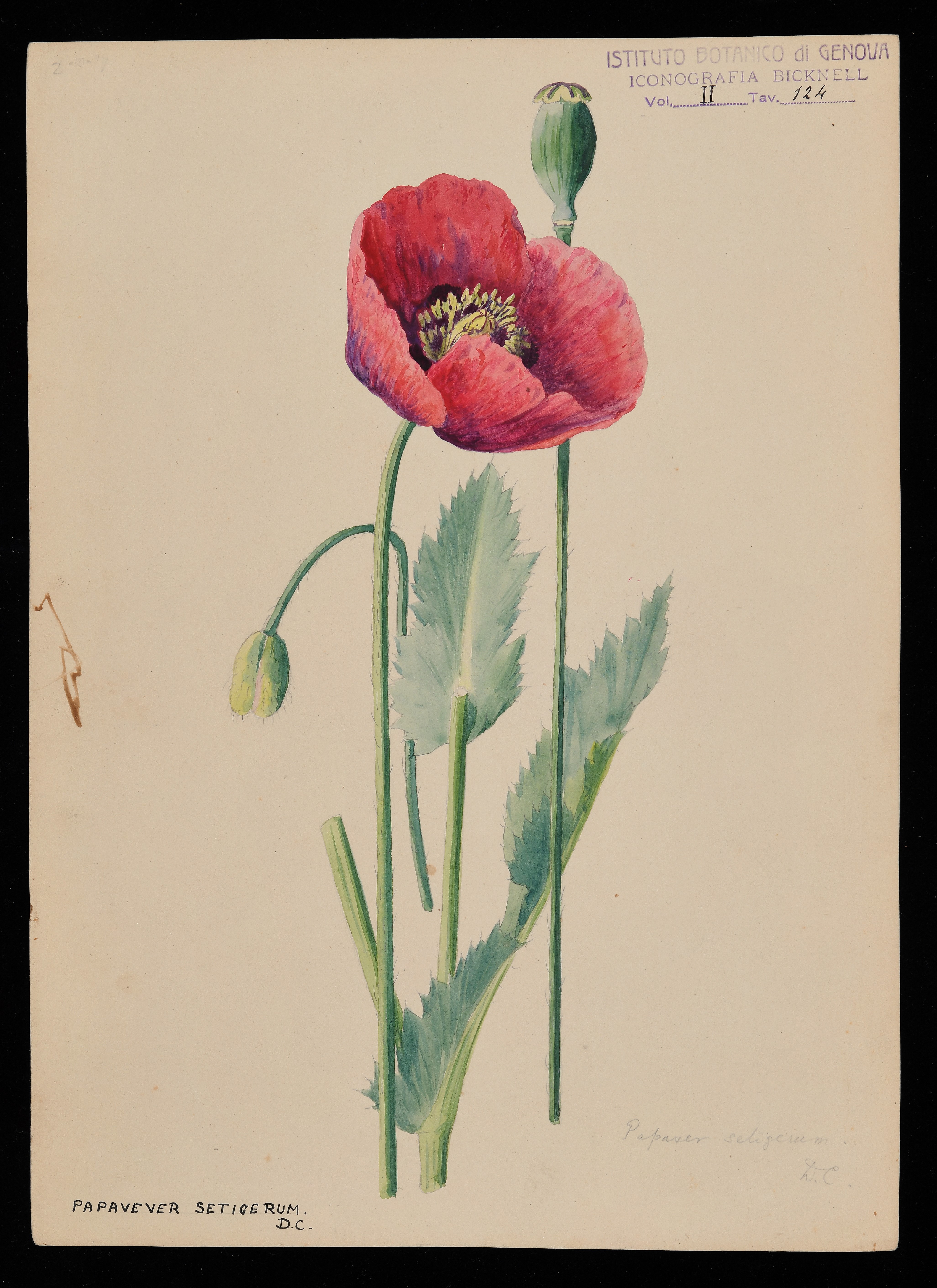 disegno, serie di Bicknell Clarence - ambito inglese (XIX)