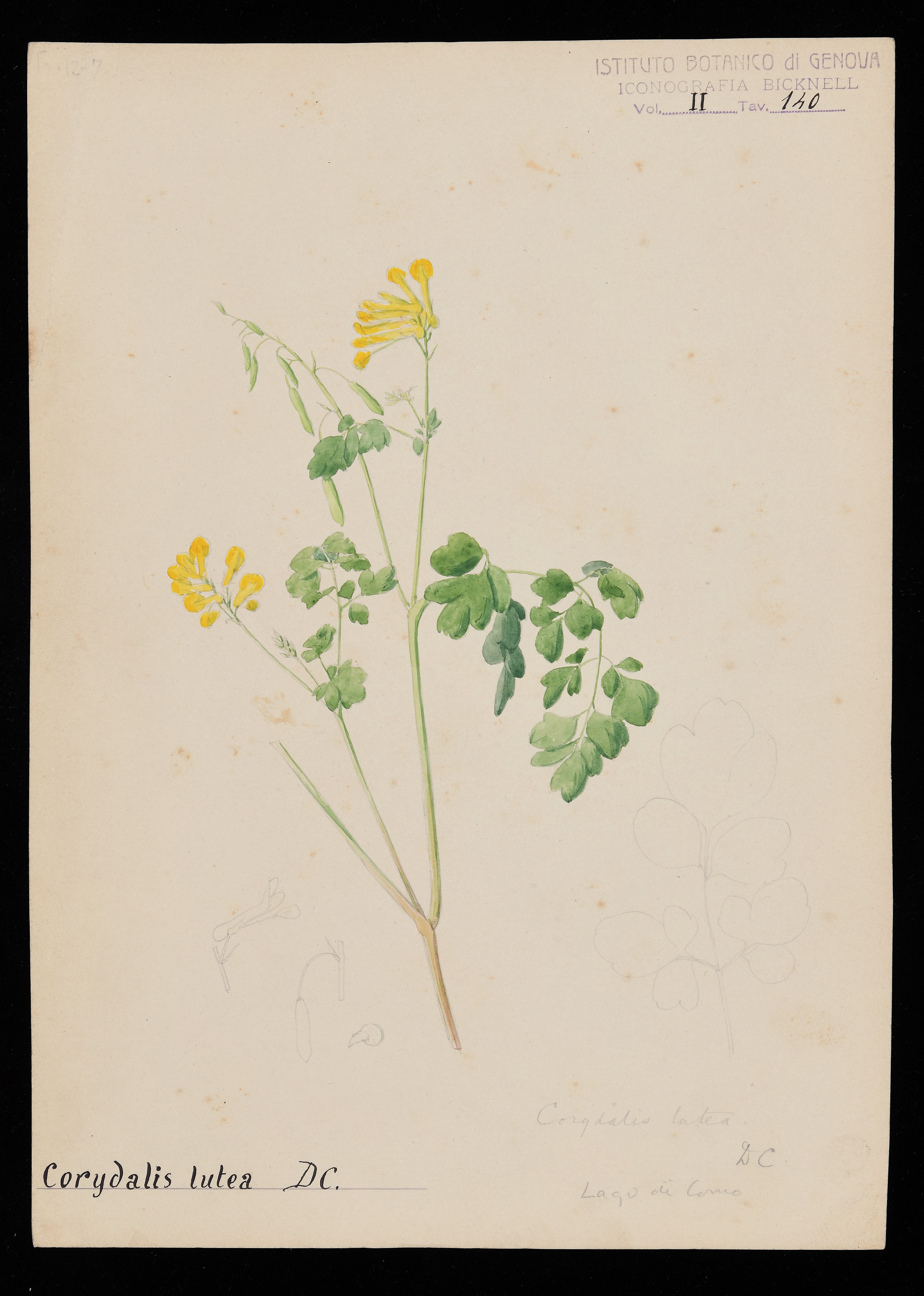 disegno, serie di Bicknell Clarence - ambito inglese (XIX)