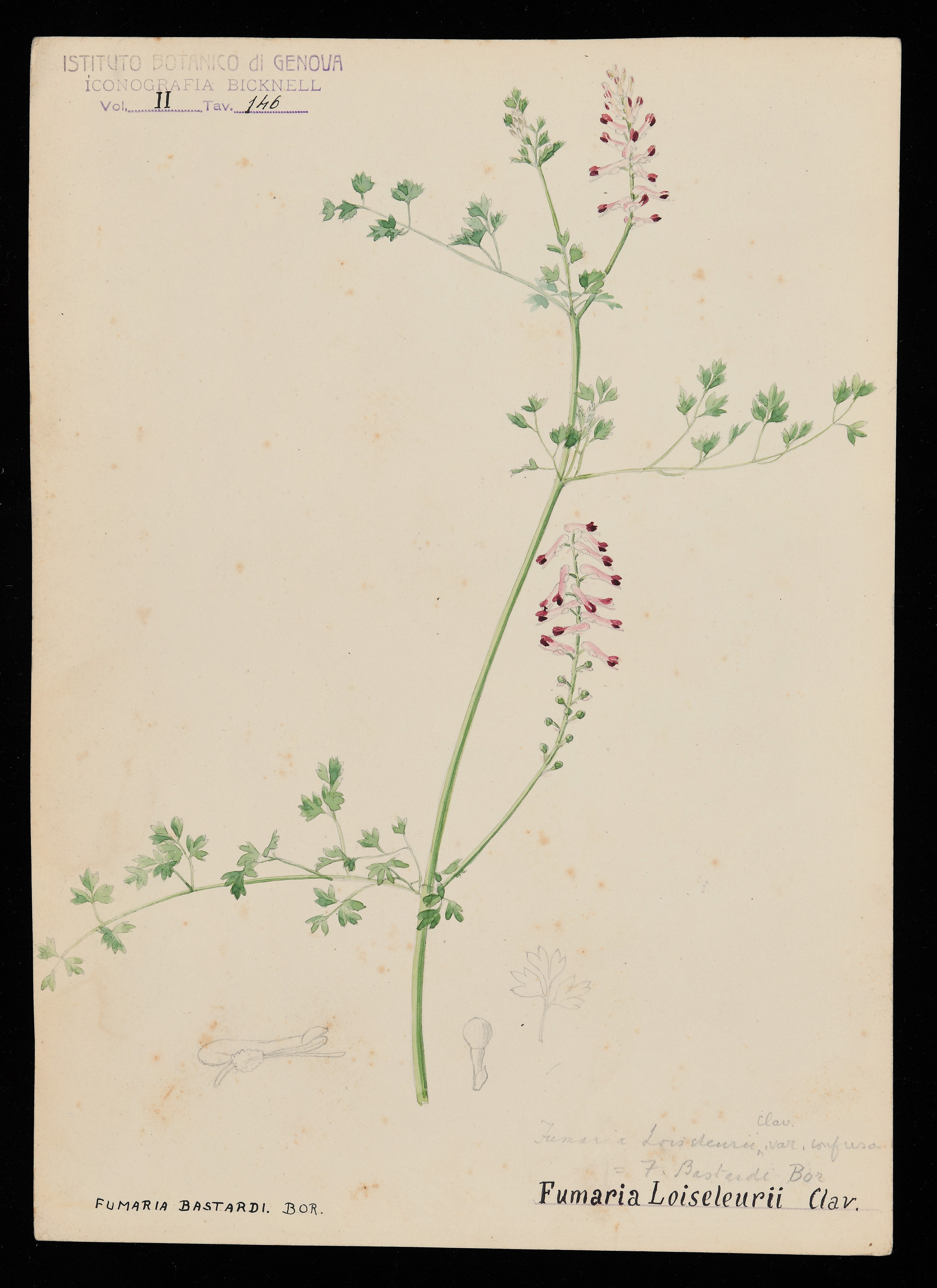 disegno, serie di Bicknell Clarence - ambito inglese (XIX)