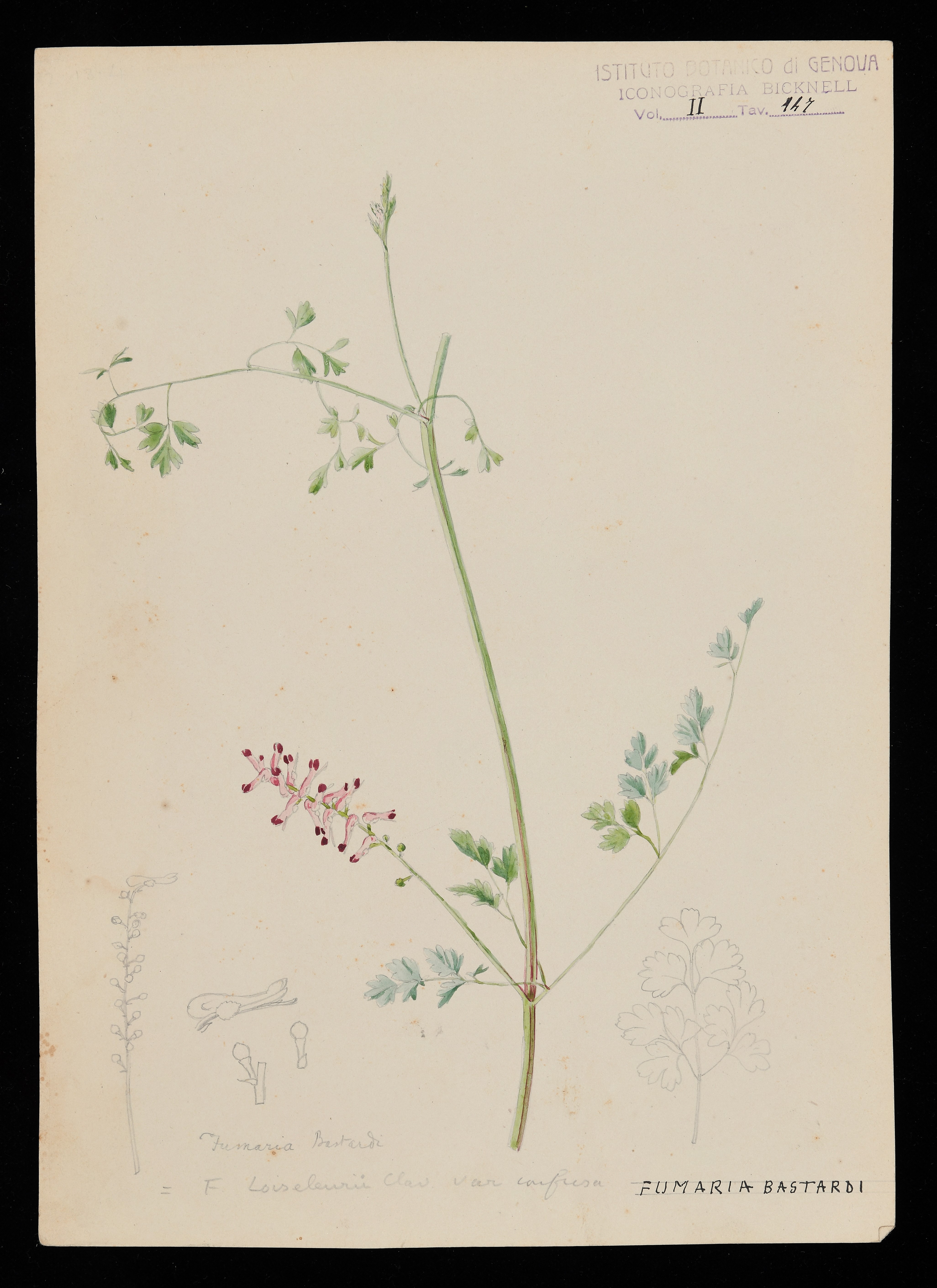 disegno, serie di Bicknell Clarence - ambito inglese (XIX)