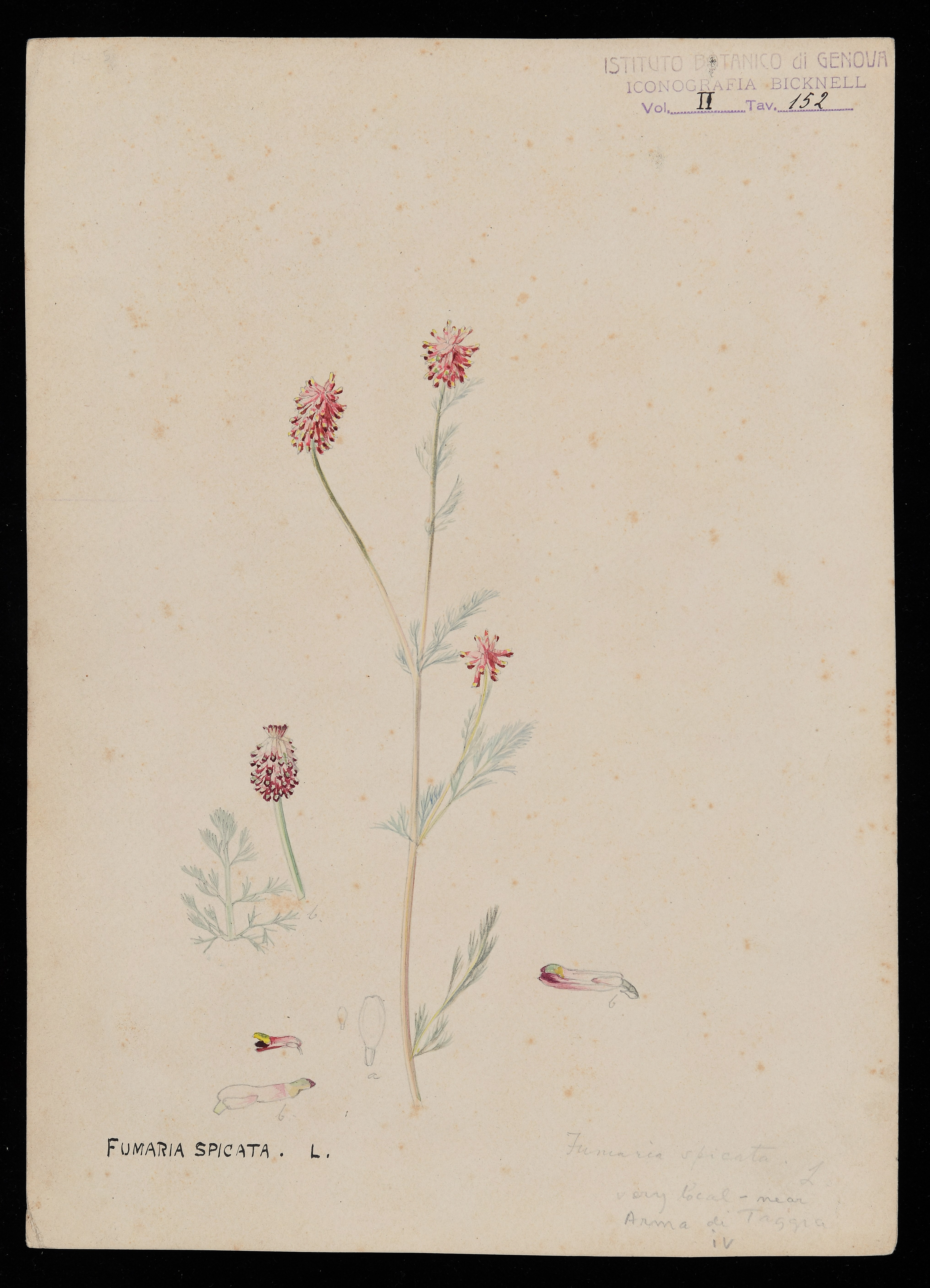 disegno, serie di Bicknell Clarence - ambito inglese (XIX)