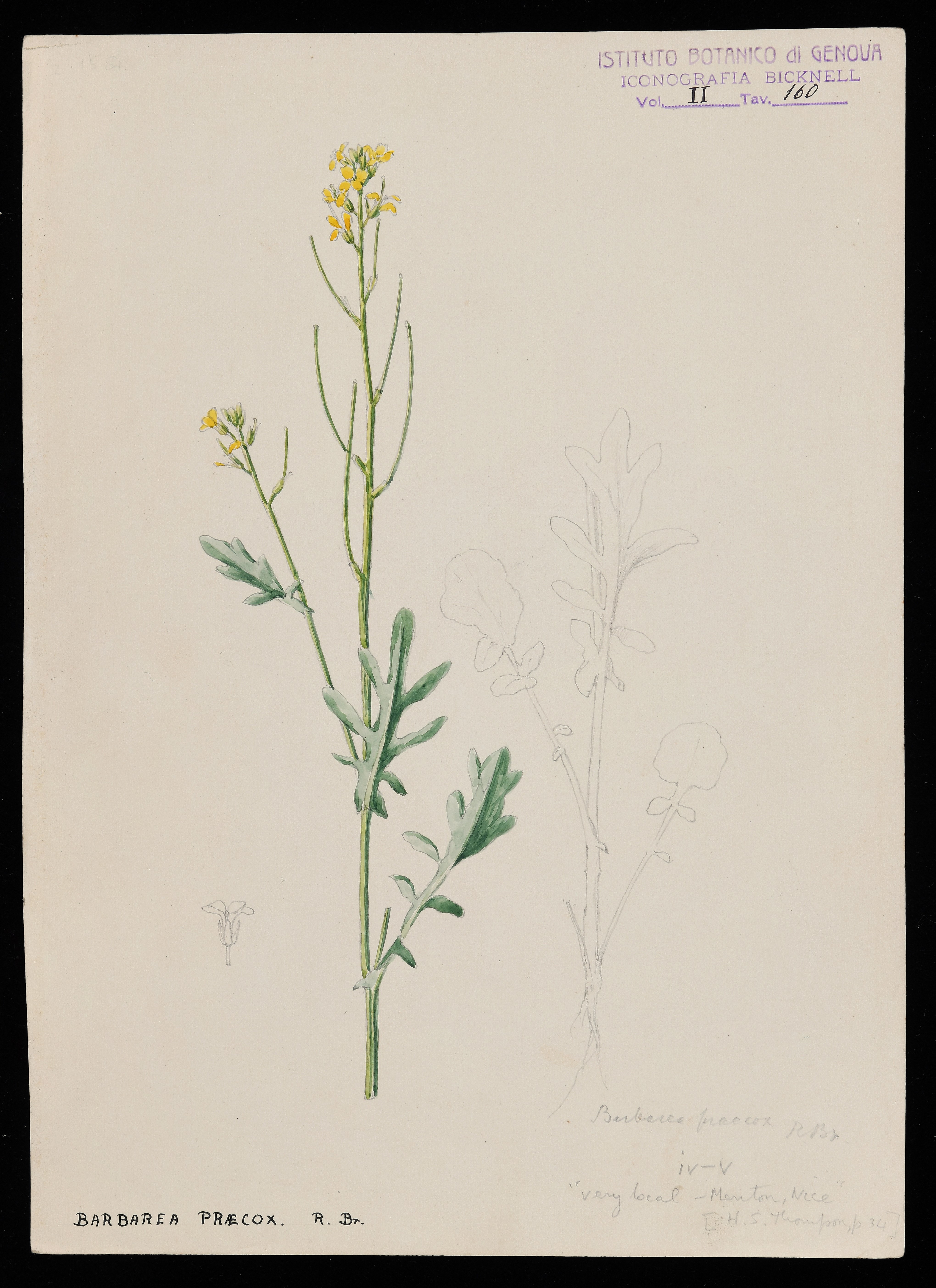 disegno, serie di Bicknell Clarence - ambito inglese (XX)