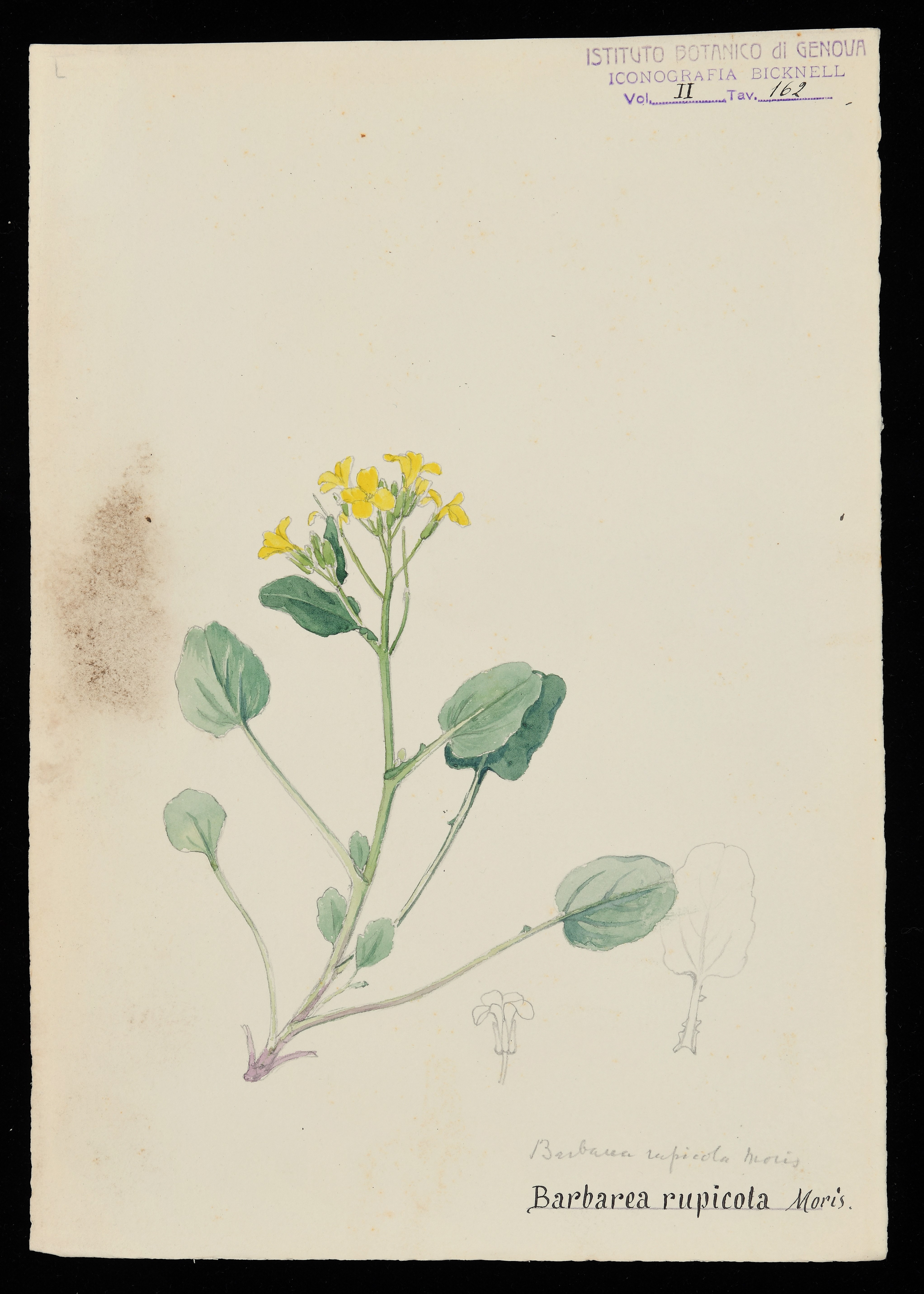 disegno, serie di Bicknell Clarence - ambito inglese (XX)