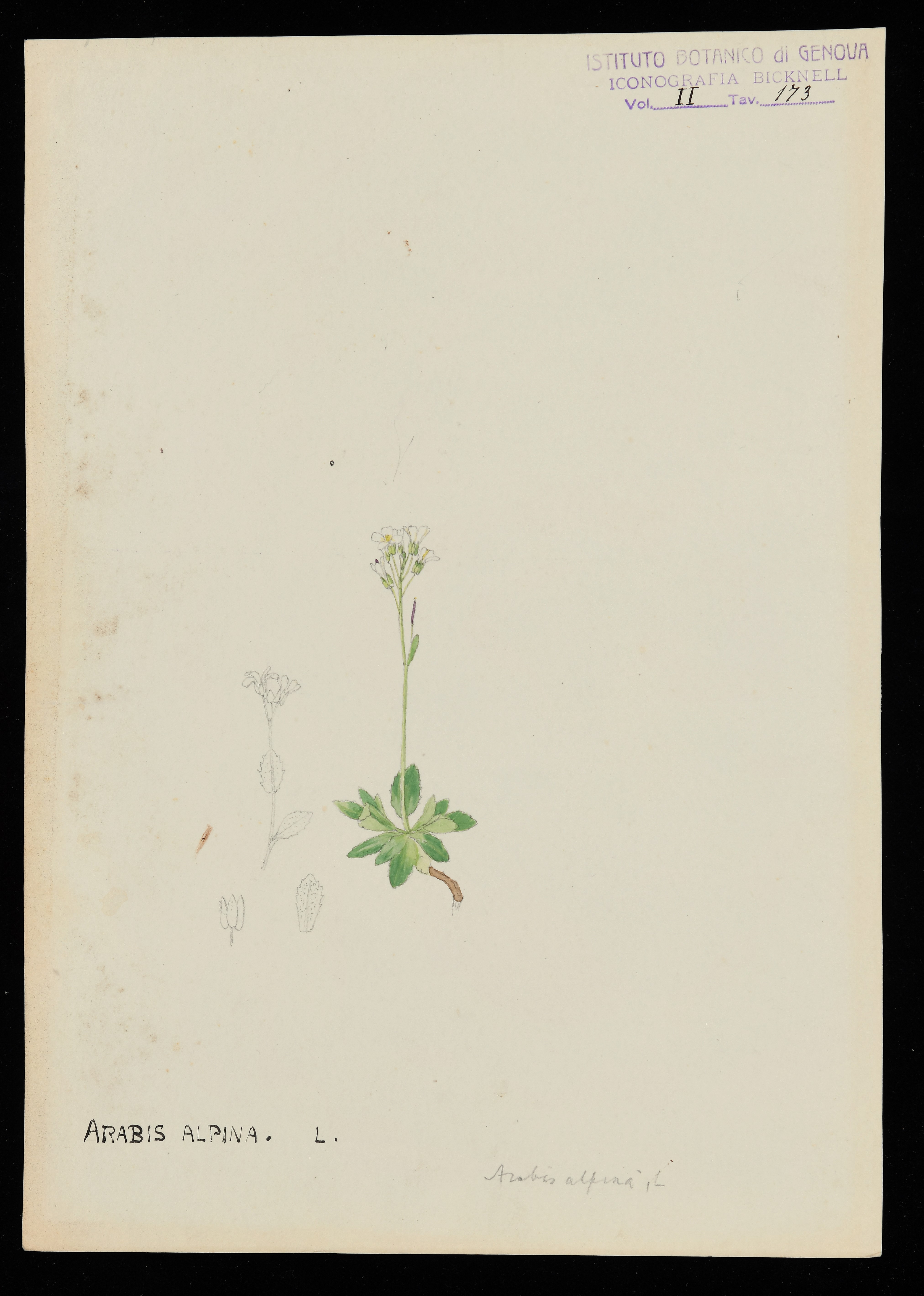 disegno, serie di Bicknell Clarence - ambito inglese (XX)