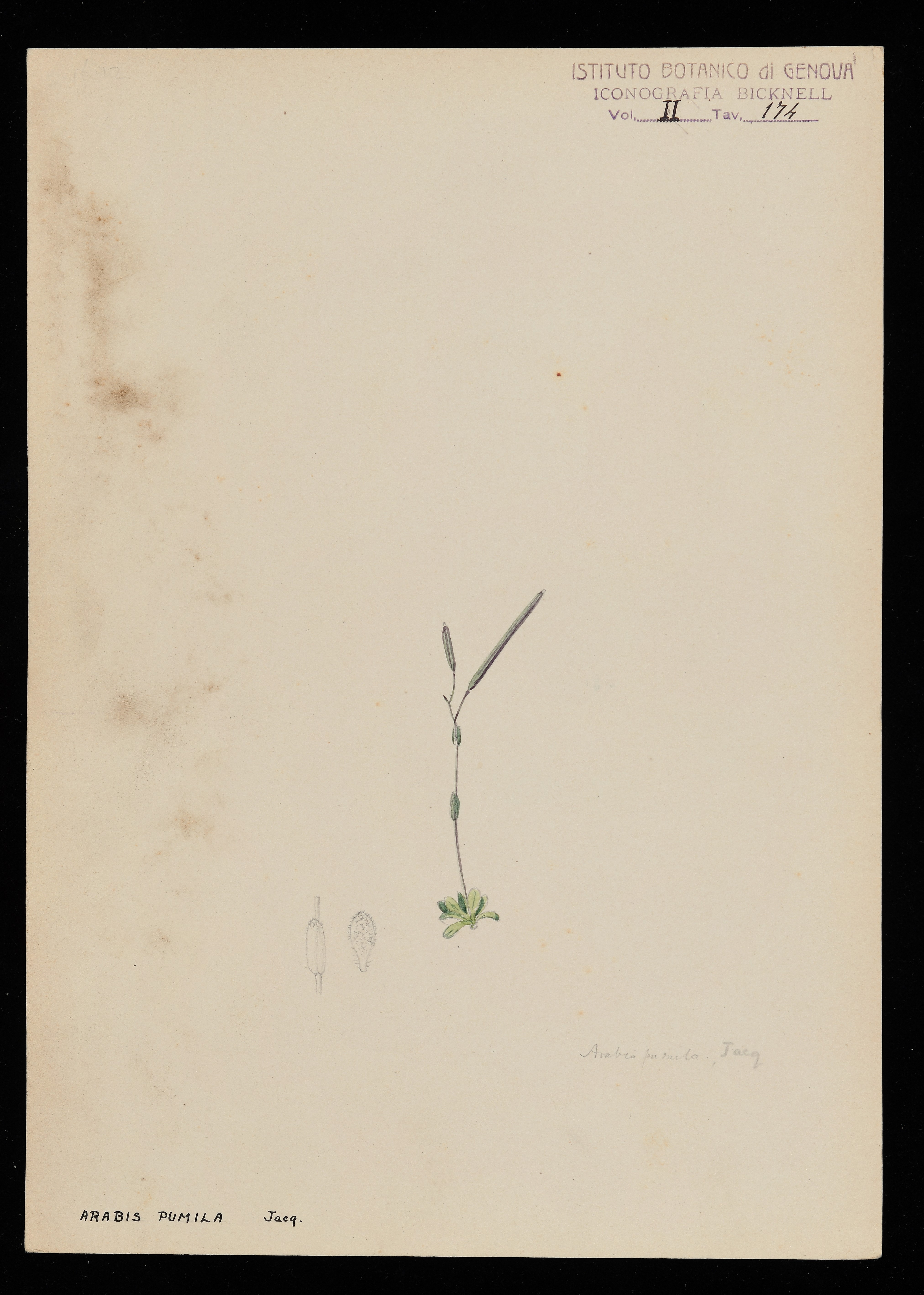 disegno, serie di Bicknell Clarence - ambito inglese (XX)