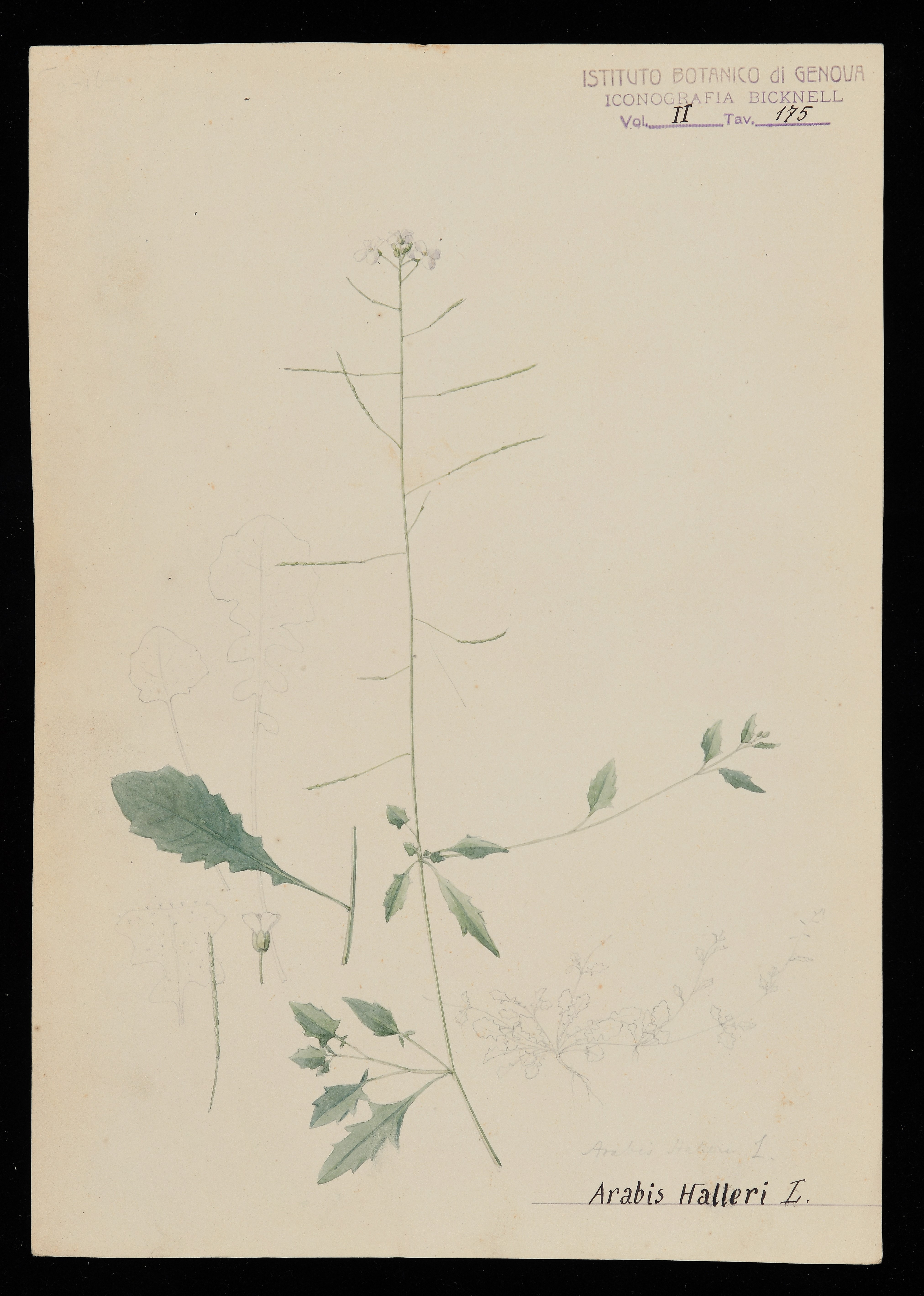 disegno, serie di Bicknell Clarence - ambito inglese (XIX)