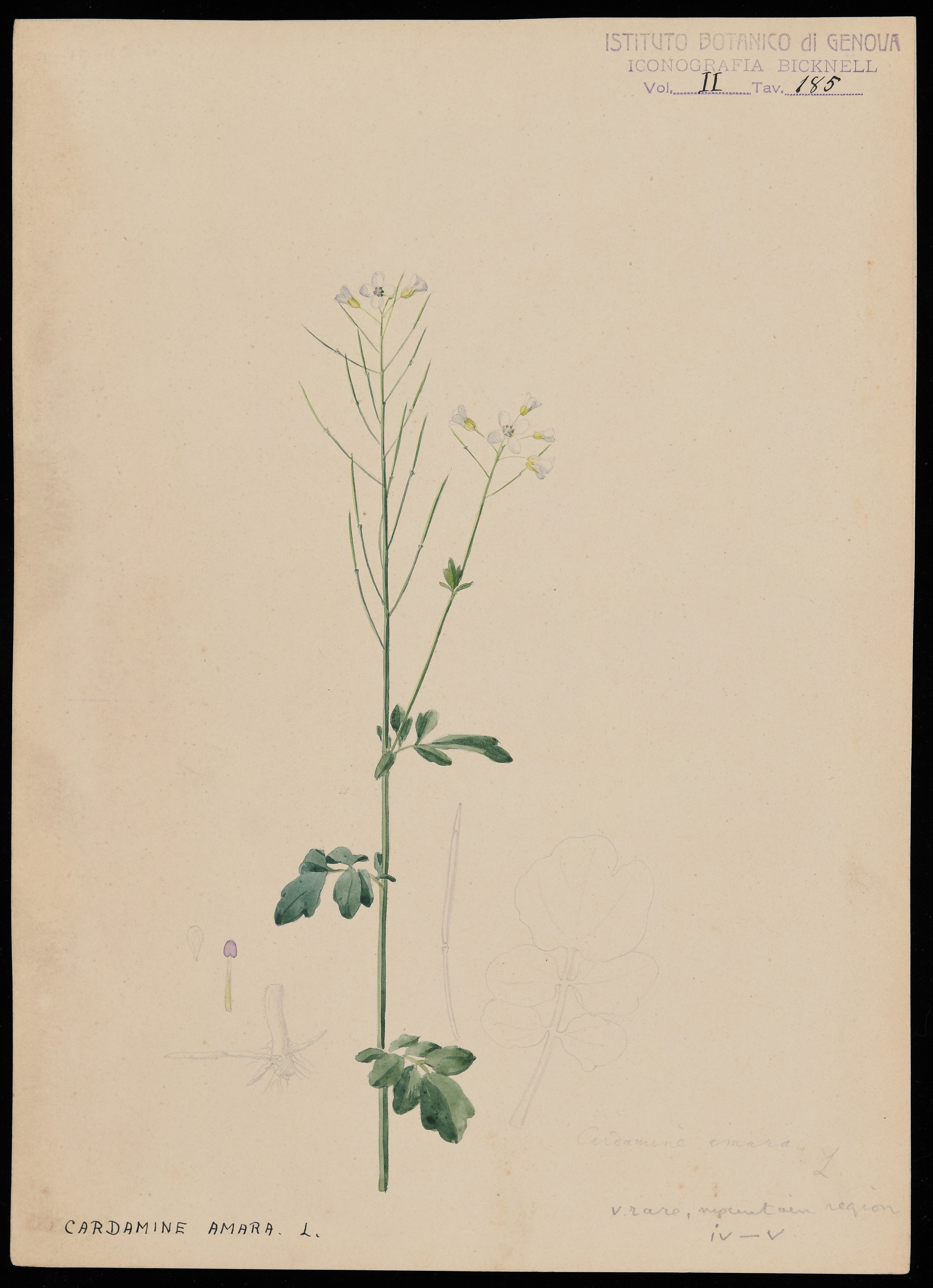 disegno, serie di Bicknell Clarence - ambito inglese (XIX)