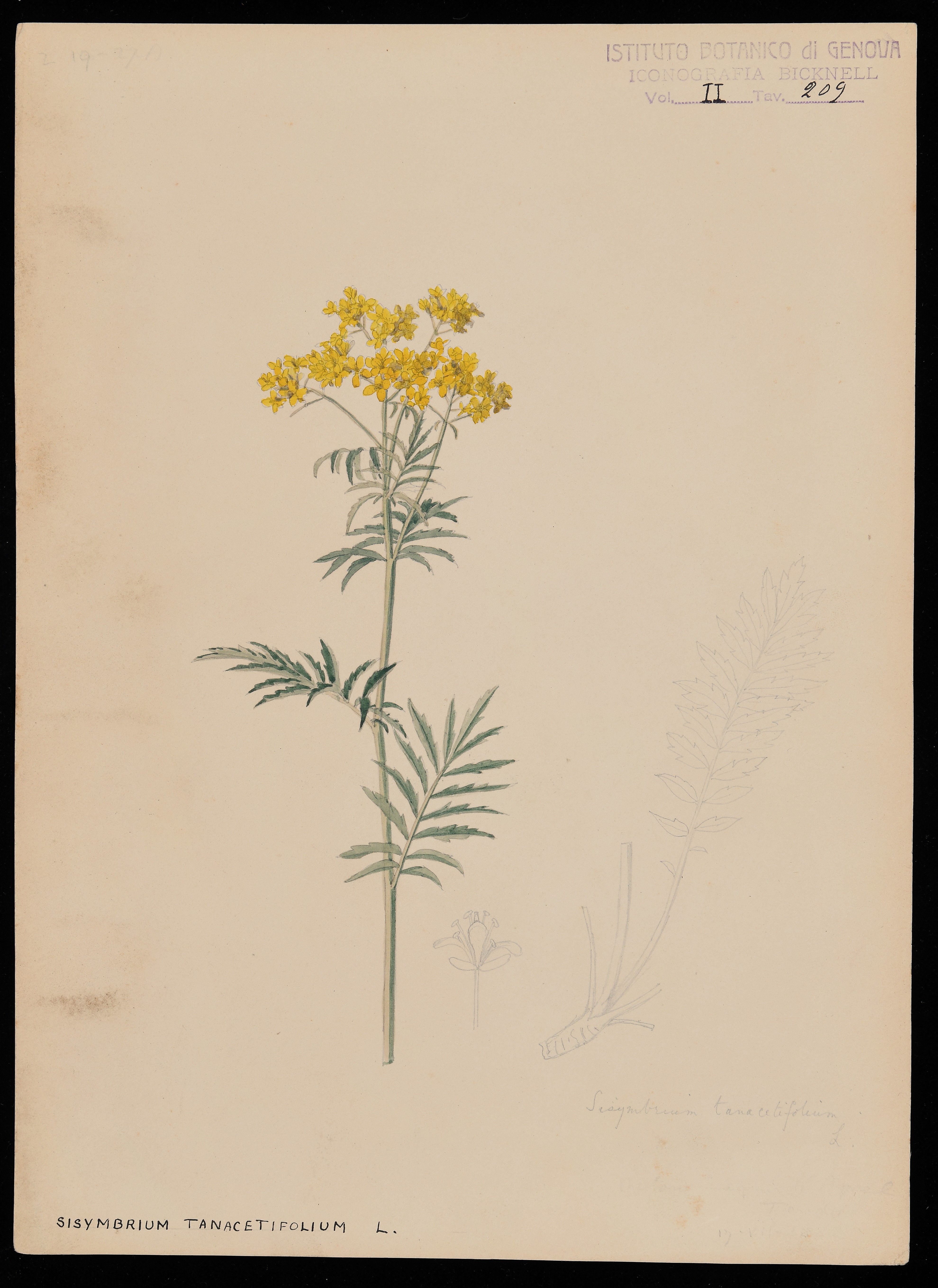 disegno, serie di Bicknell Clarence - ambito inglese (XIX)