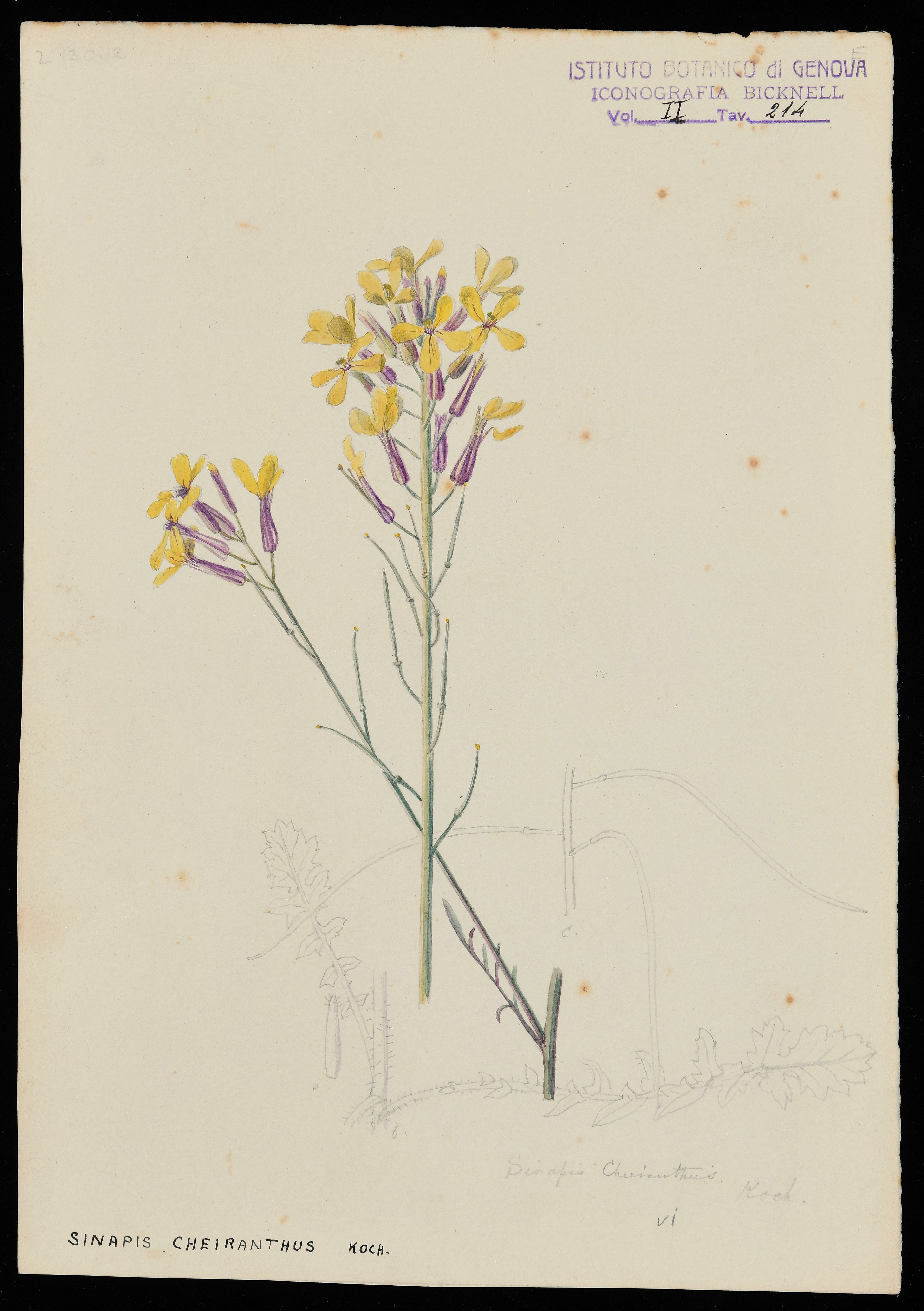 disegno, serie di Bicknell Clarence - ambito inglese (XIX)