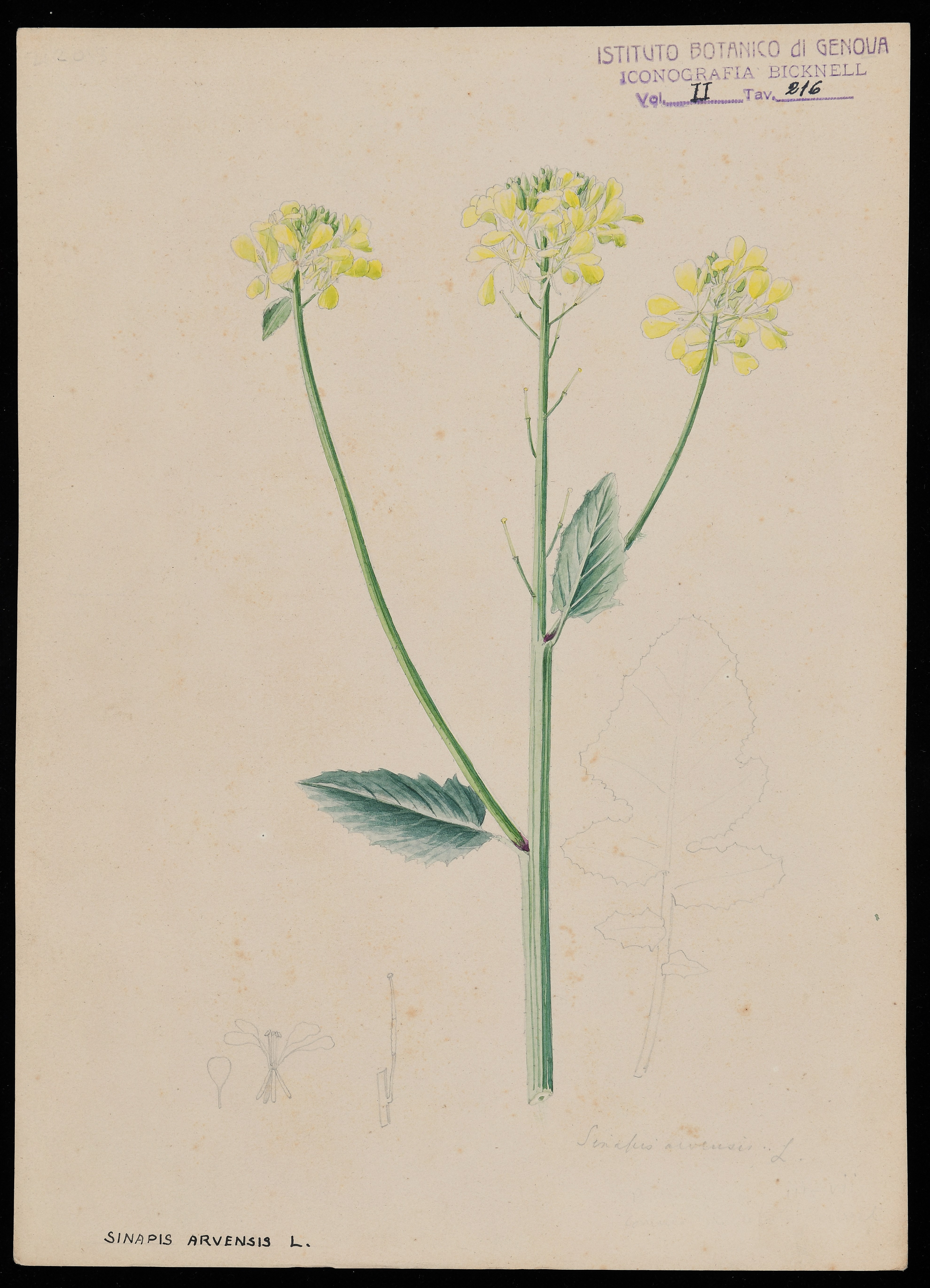 disegno, serie di Bicknell Clarence - ambito inglese (XIX)