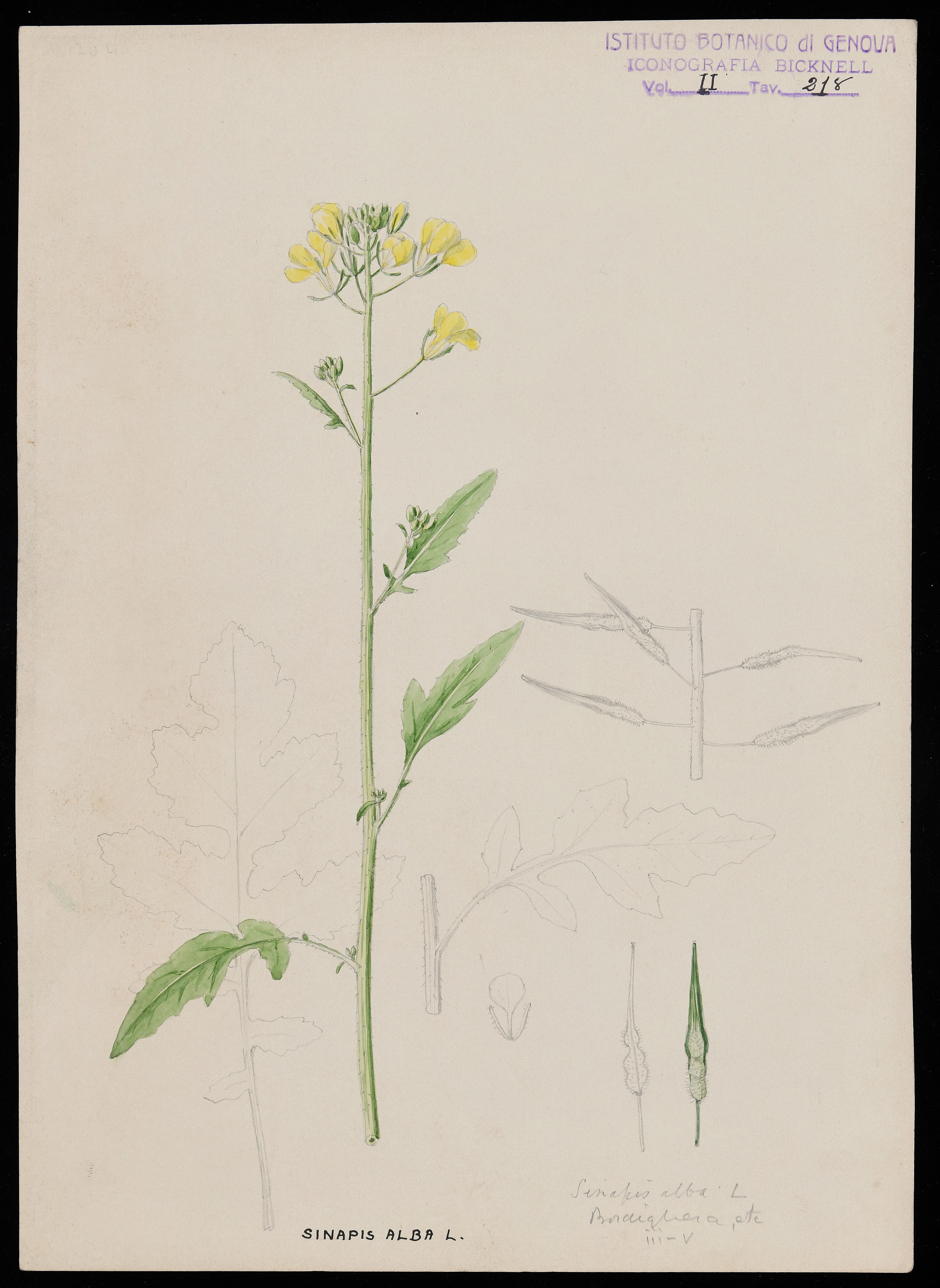 disegno, serie di Bicknell Clarence - ambito inglese (XX)