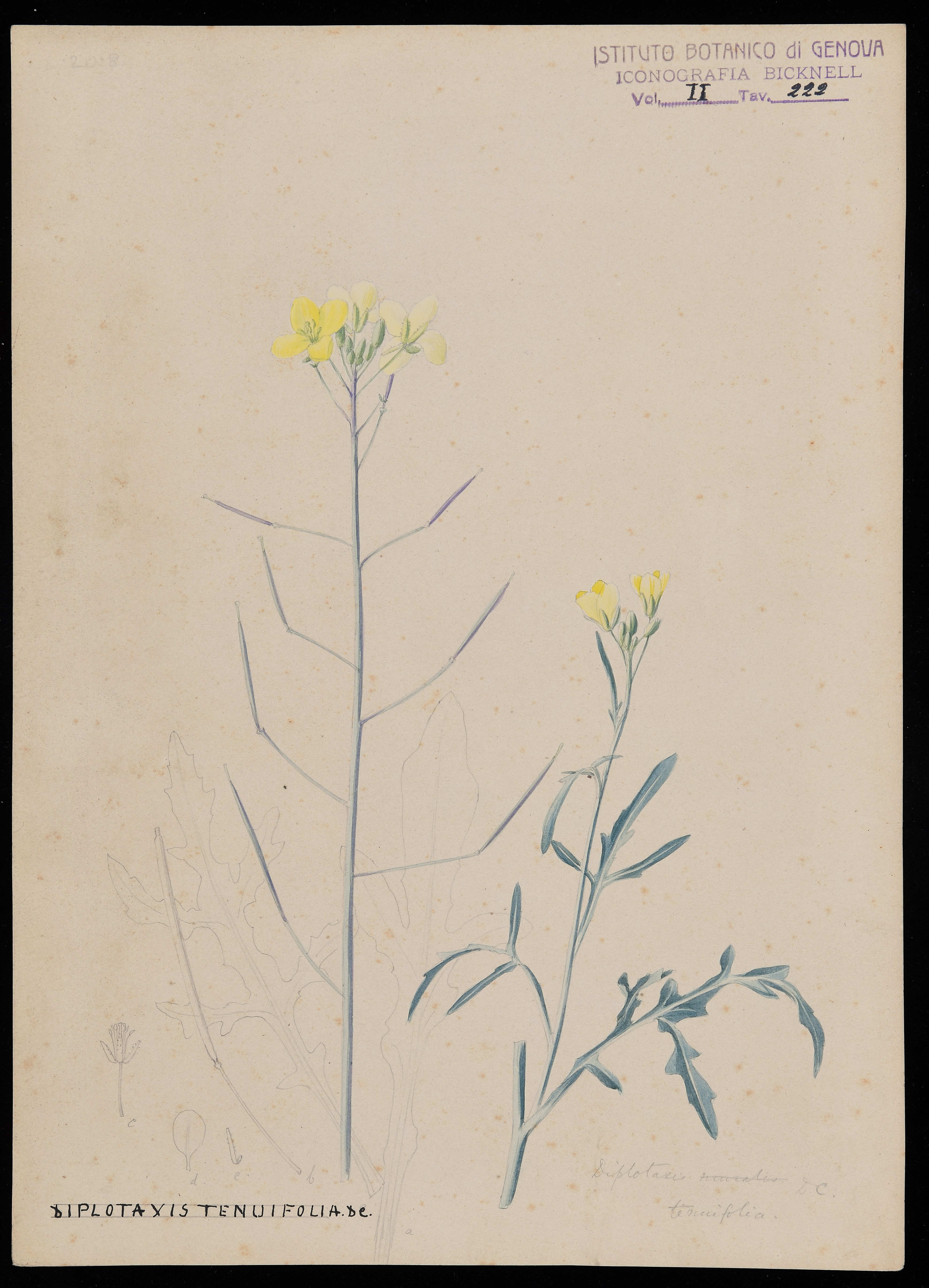 disegno, serie di Bicknell Clarence - ambito inglese (XIX)