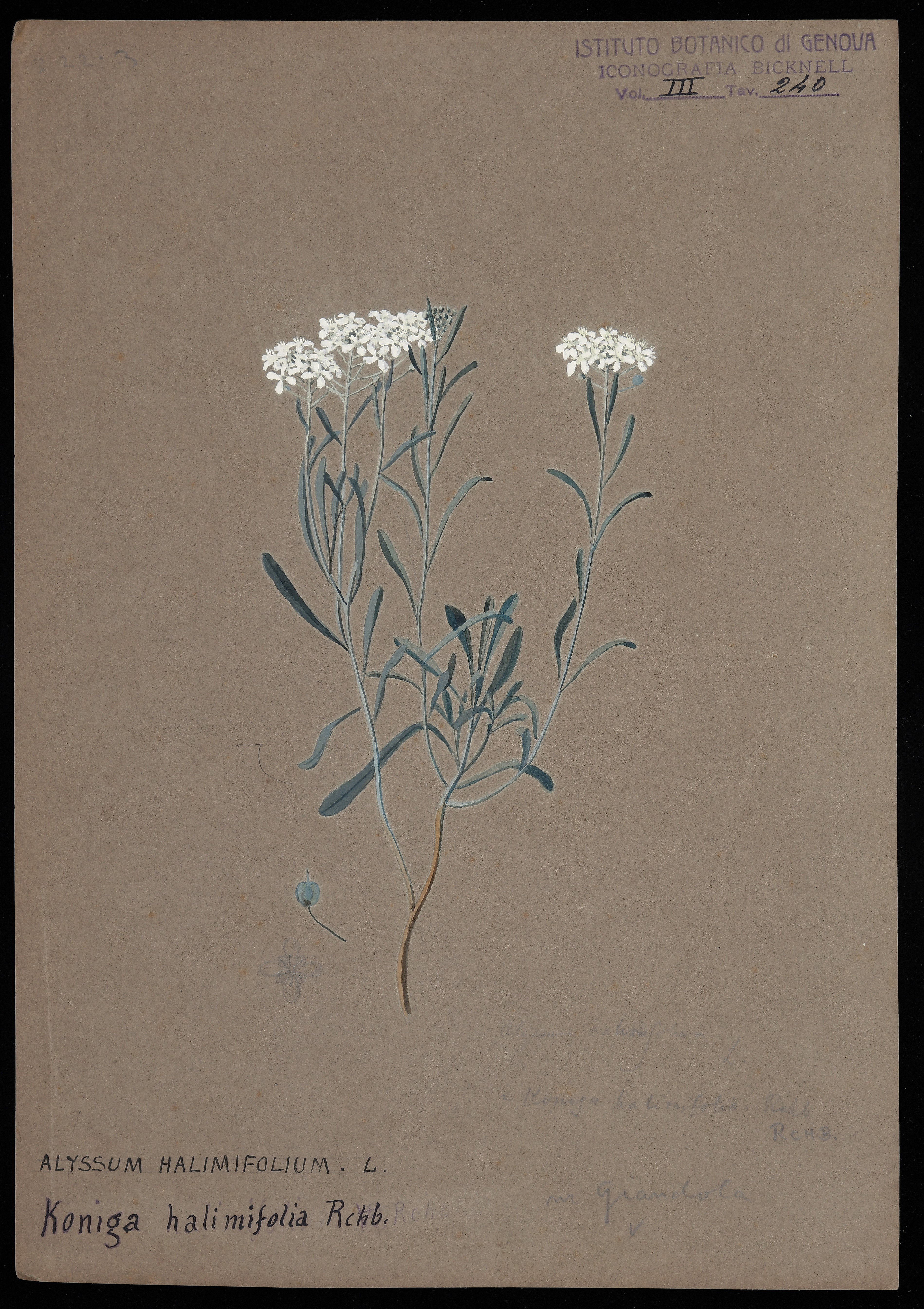 disegno, serie di Bicknell Clarence - ambito inglese (XIX)