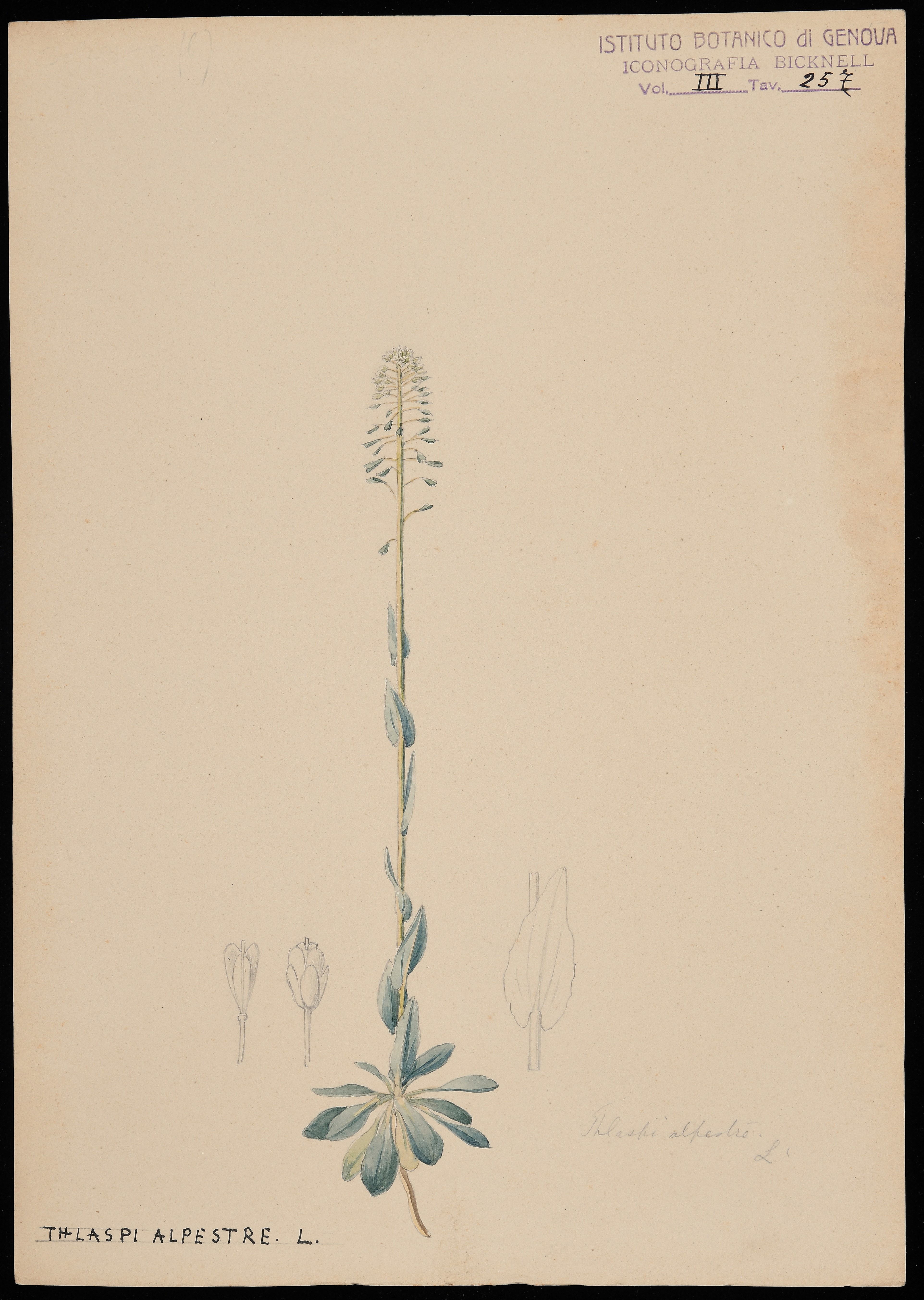 disegno, serie di Bicknell Clarence - ambito inglese (XIX)