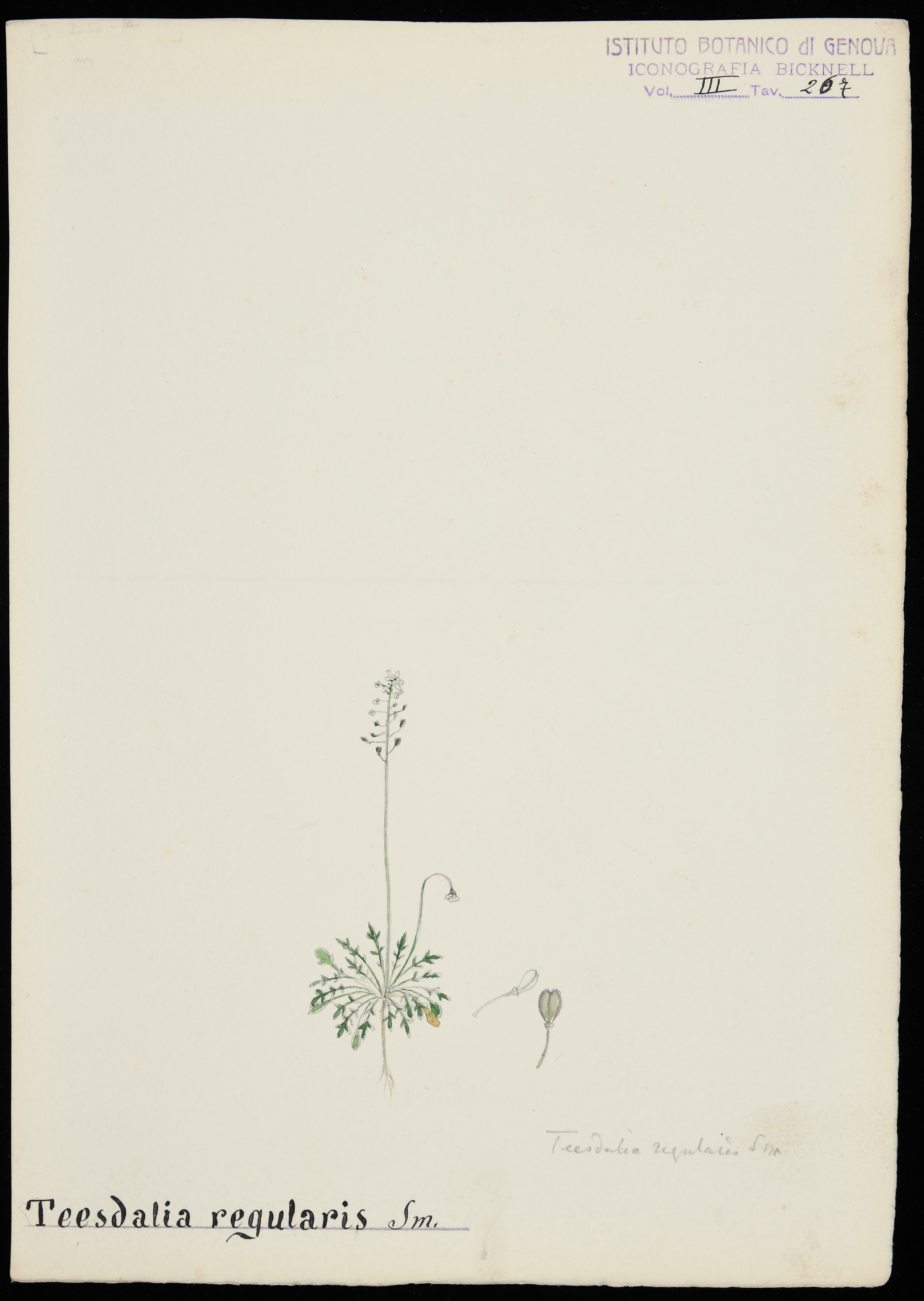 disegno, serie di Bicknell Clarence - ambito inglese (XX)