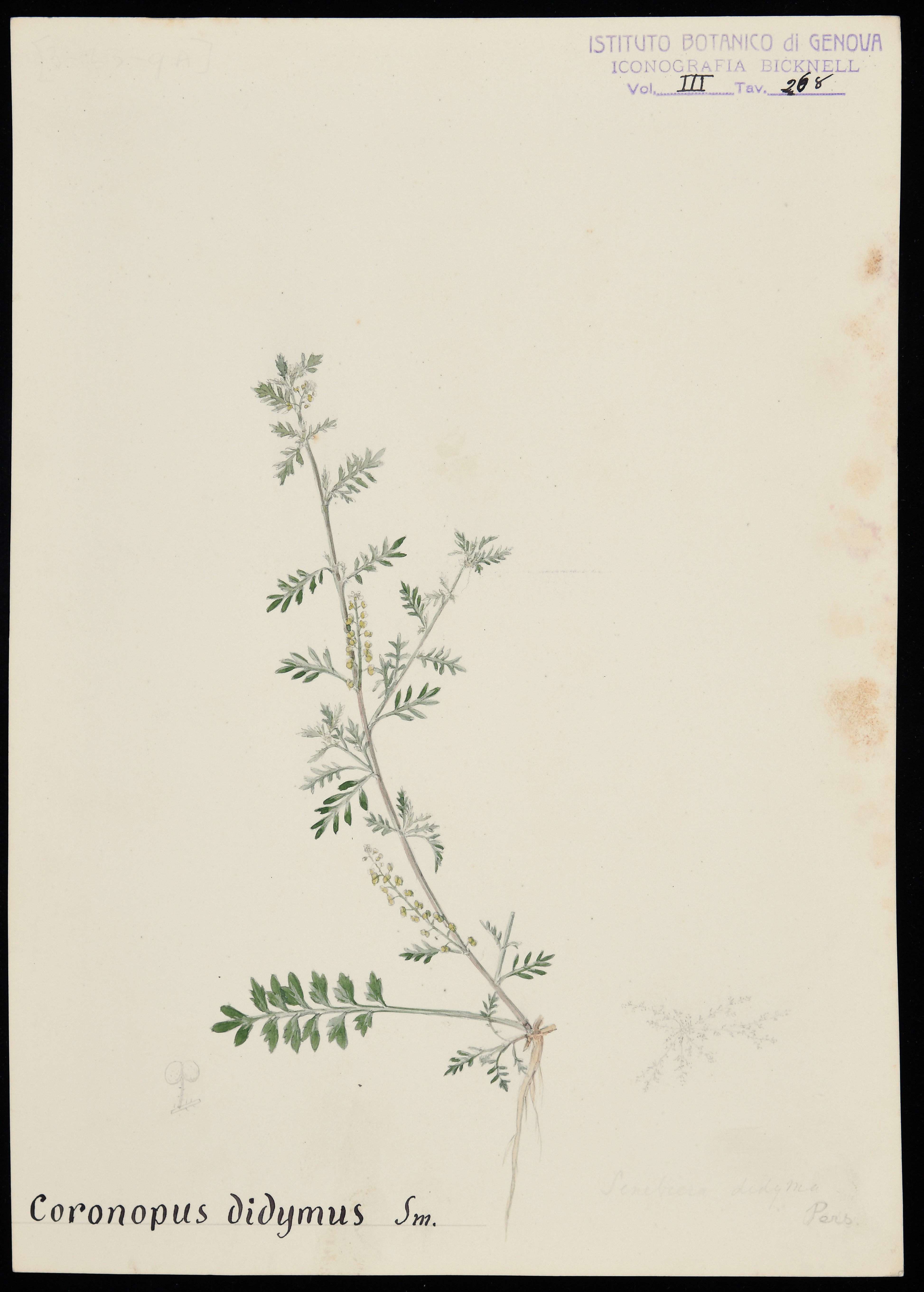 disegno, serie di Bicknell Clarence - ambito inglese (XIX)