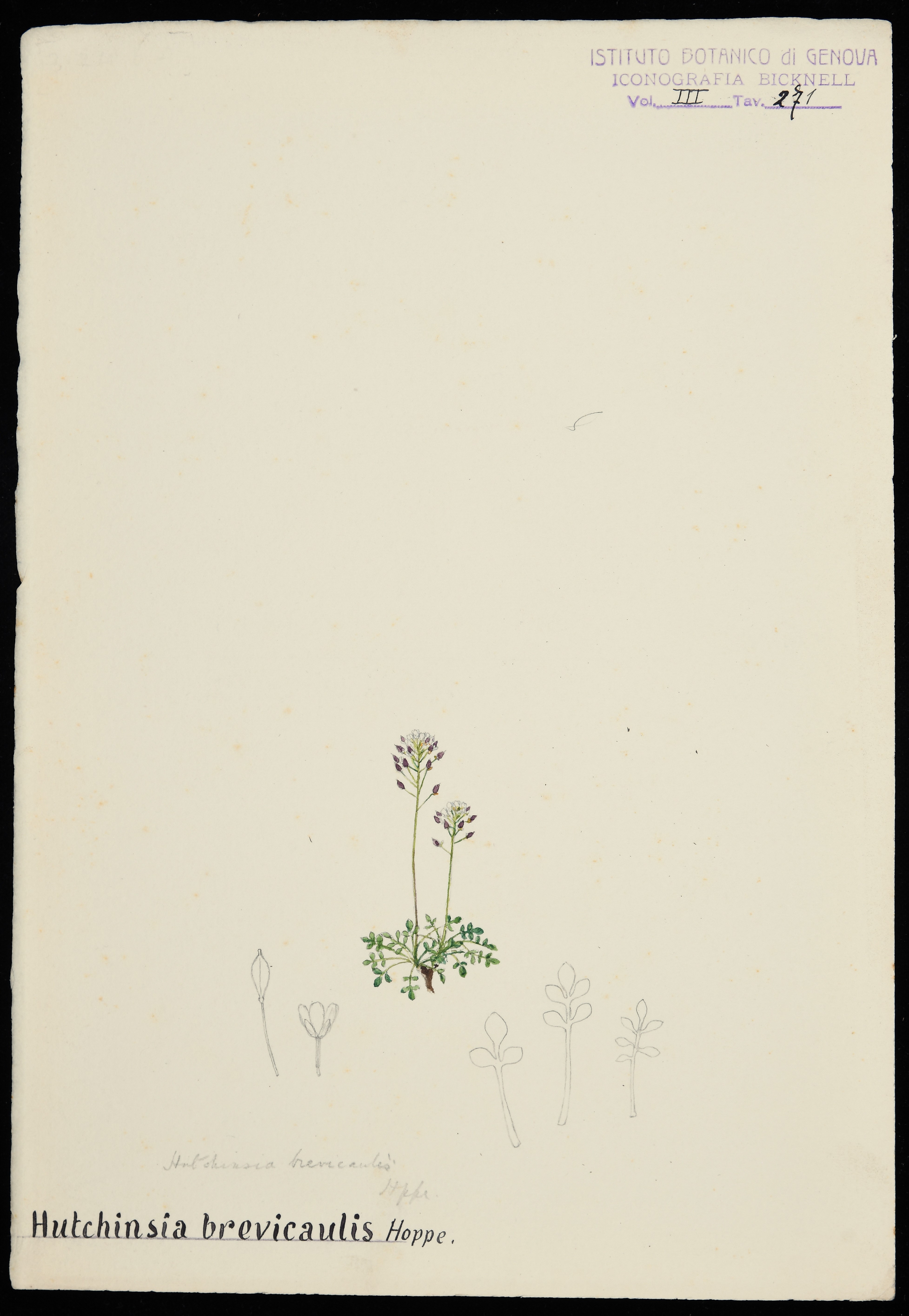 disegno, serie di Bicknell Clarence - ambito inglese (XX)