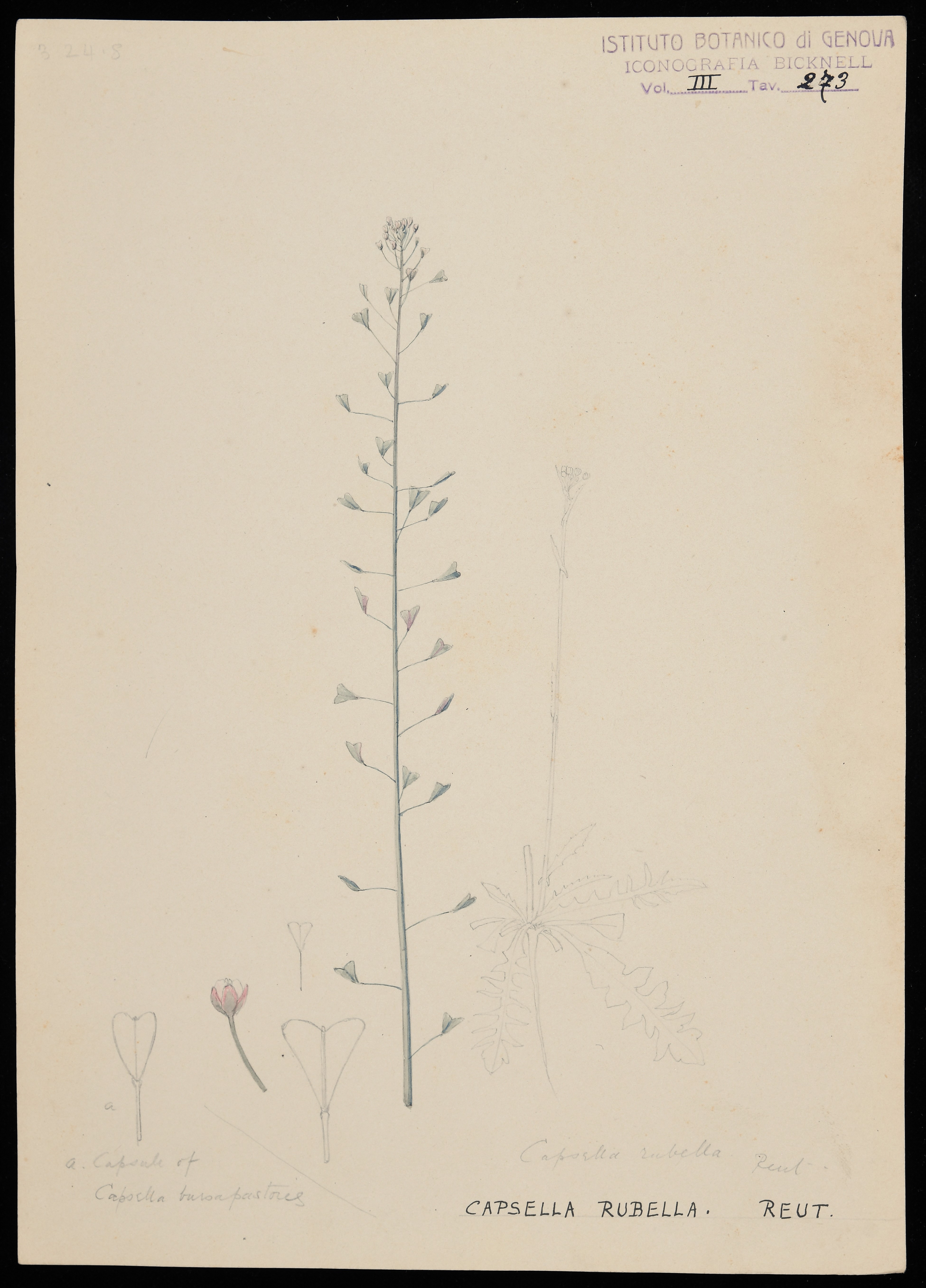 disegno, serie di Bicknell Clarence - ambito inglese (XIX)