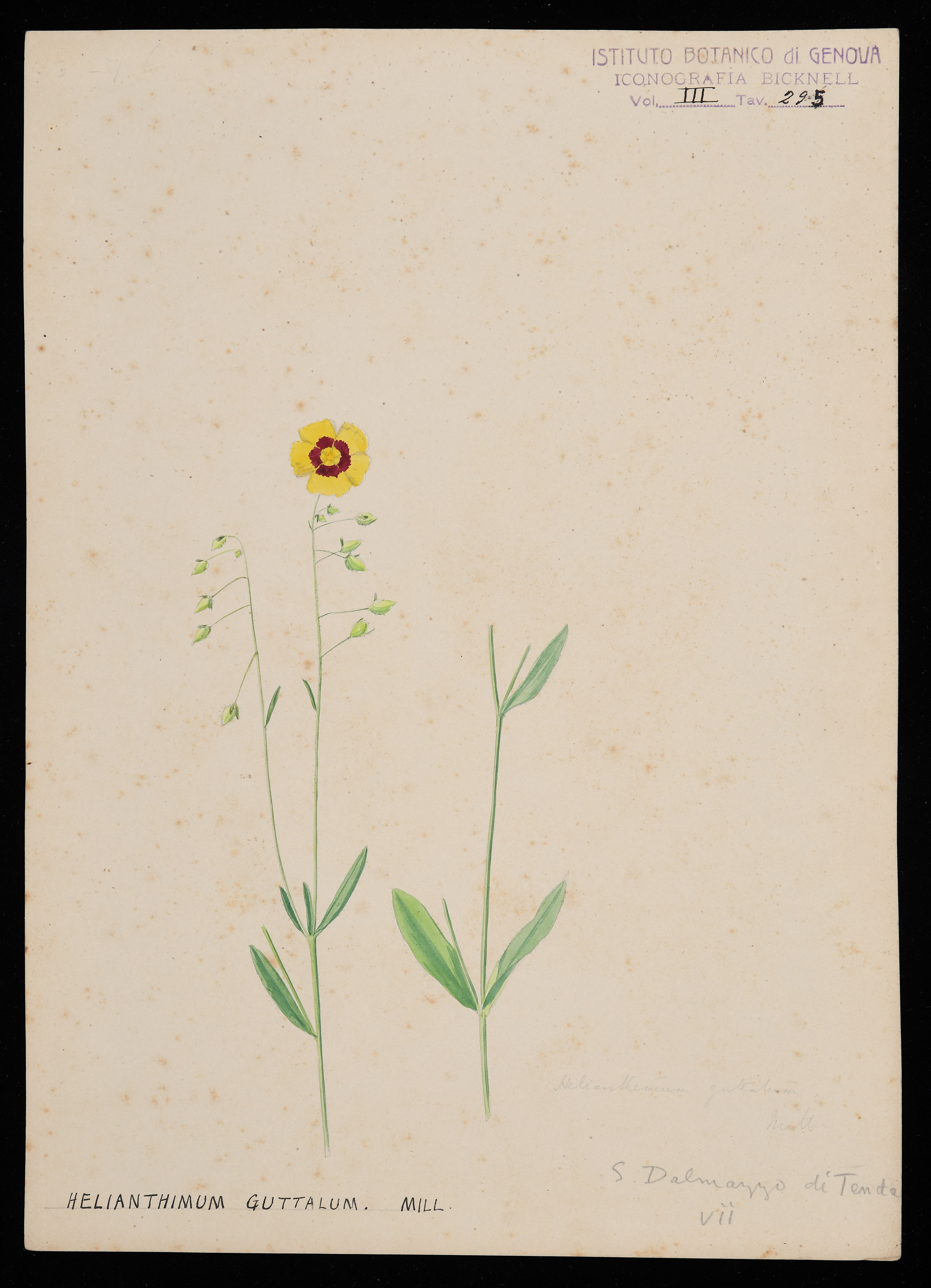 disegno, serie di Bicknell Clarence - ambito inglese (XIX)