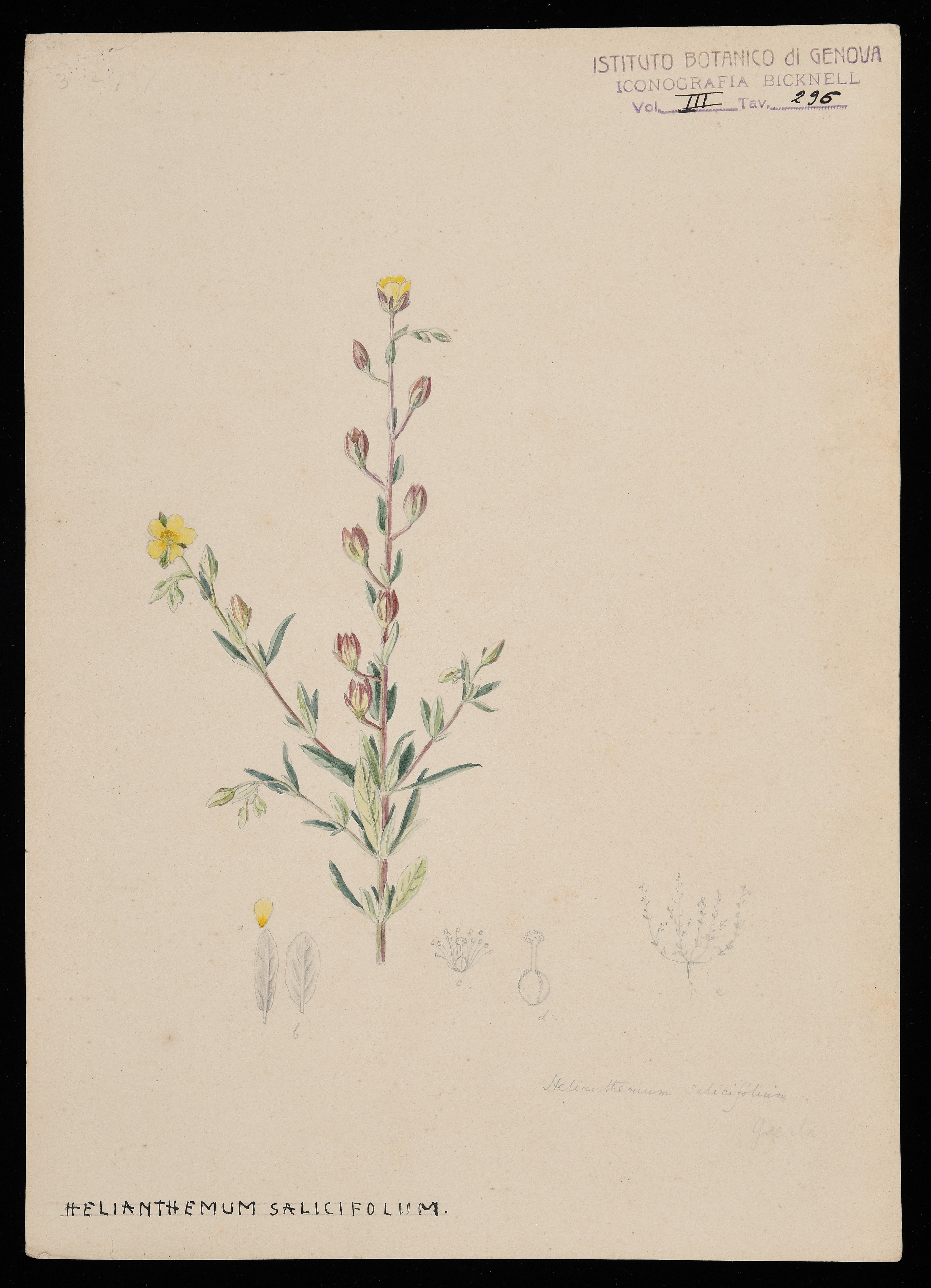 disegno, serie di Bicknell Clarence - ambito inglese (XIX)