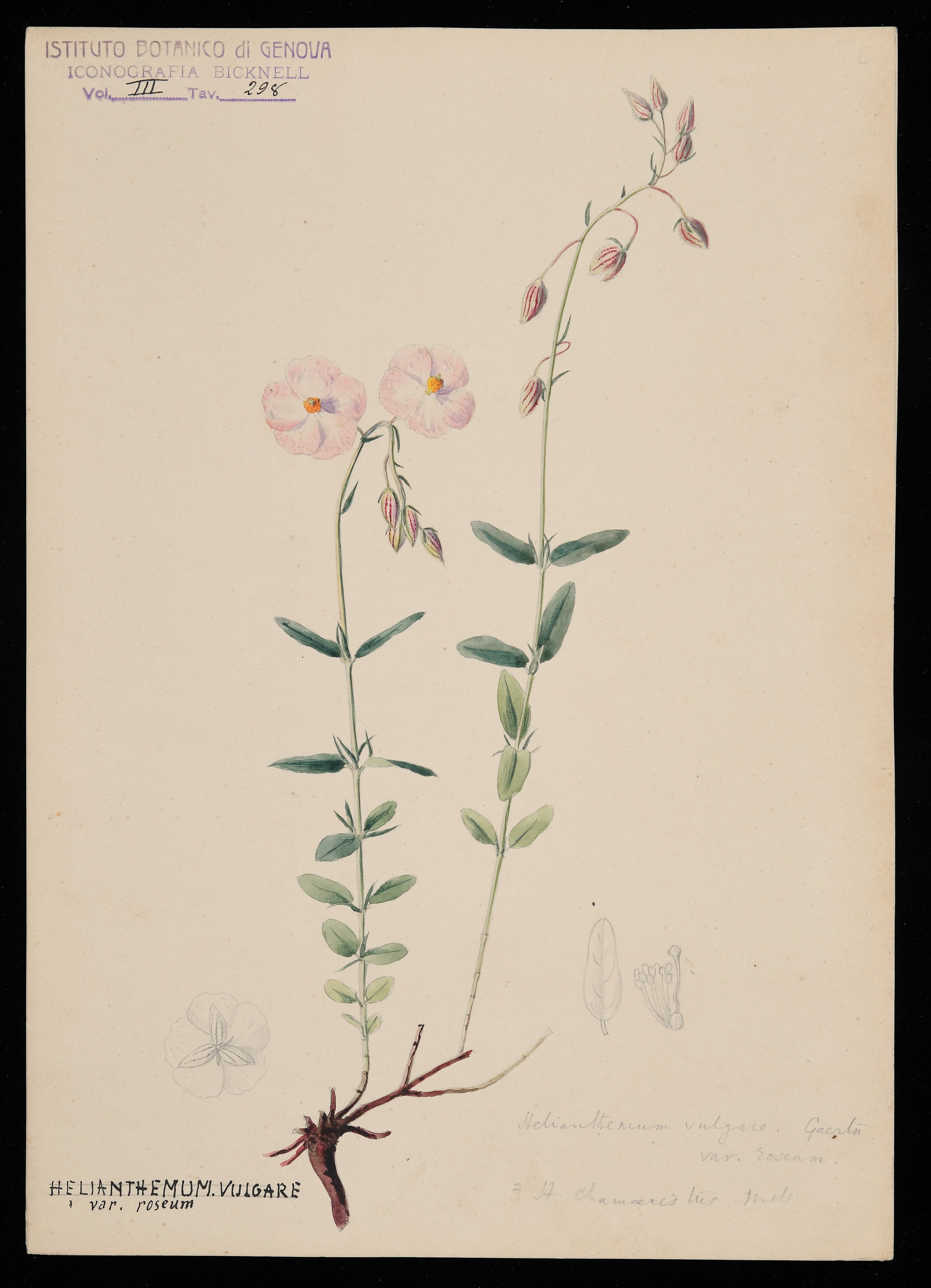 disegno, serie di Bicknell Clarence - ambito inglese (XIX)