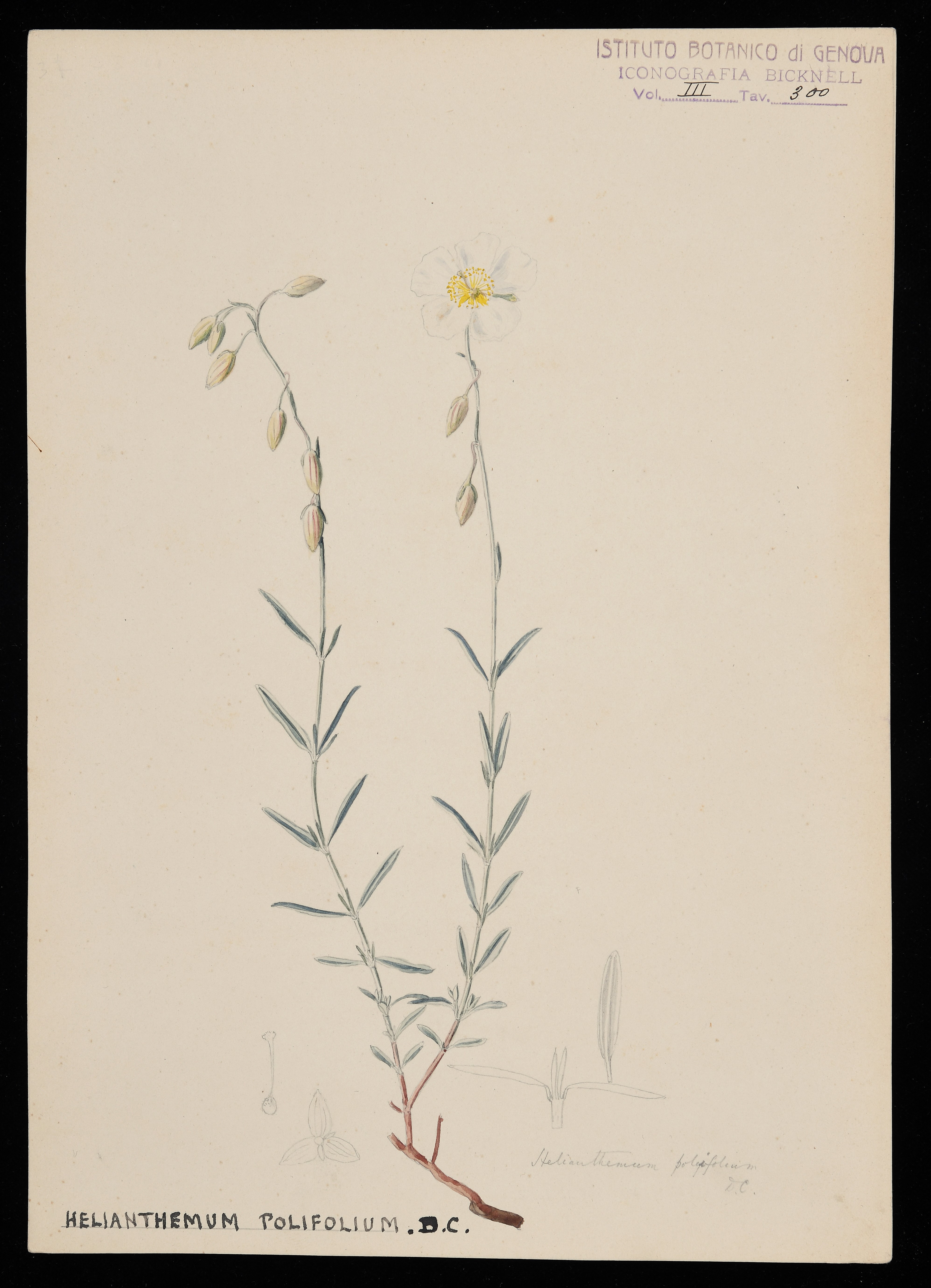 disegno, serie di Bicknell Clarence - ambito inglese (XIX)