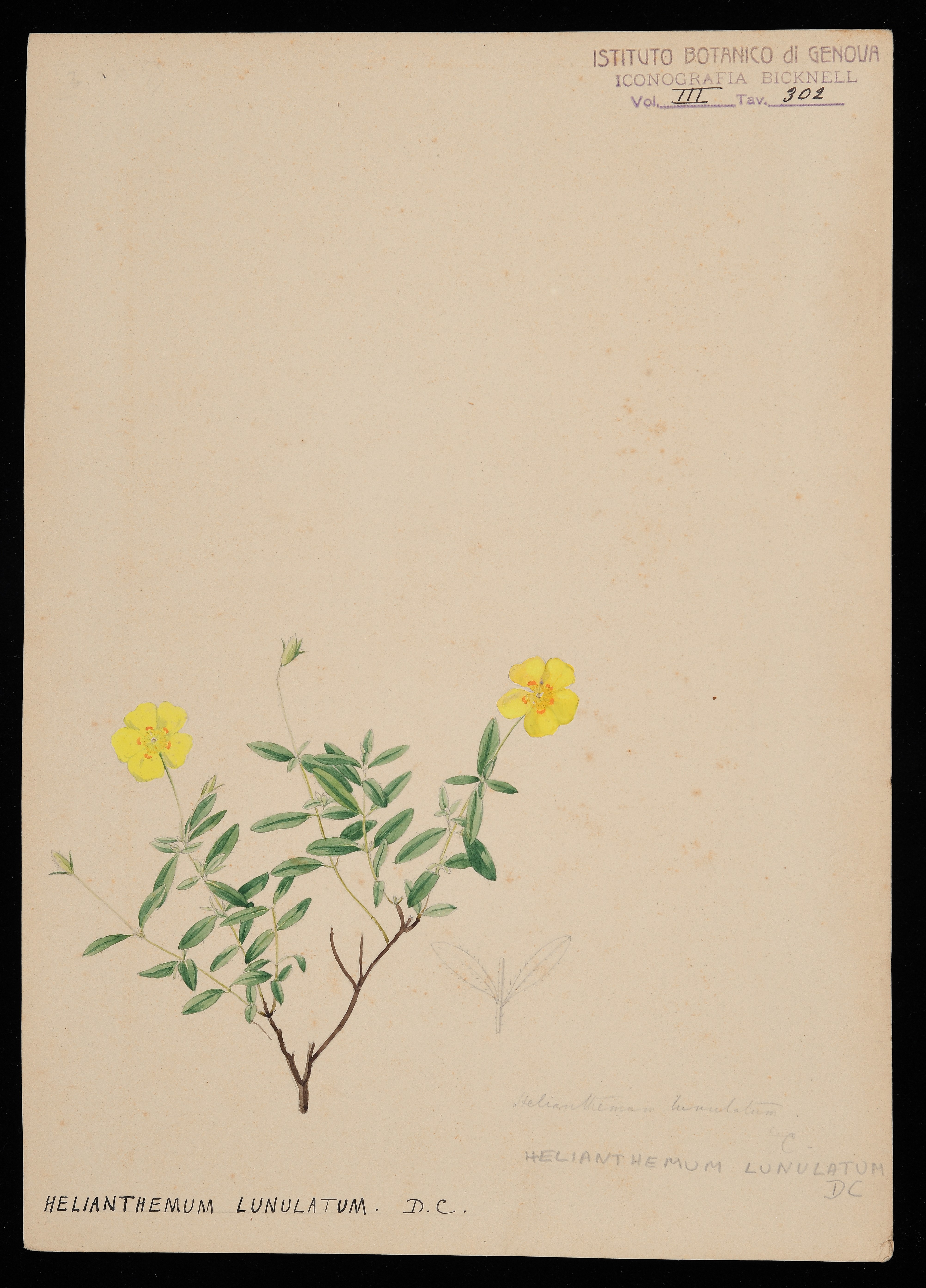 disegno, serie di Bicknell Clarence - ambito inglese (XIX)