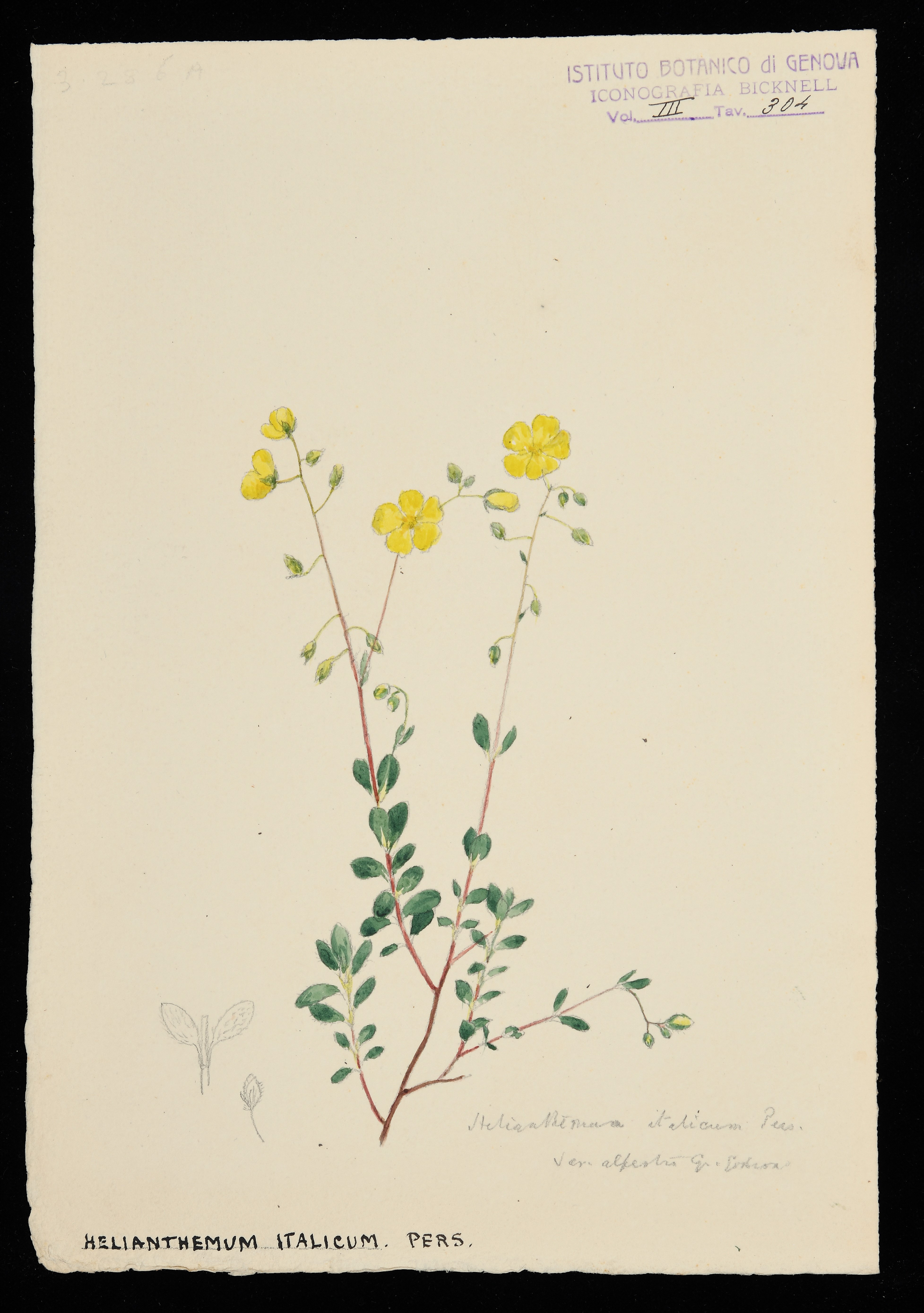 disegno, serie di Bicknell Clarence - ambito inglese (XX)