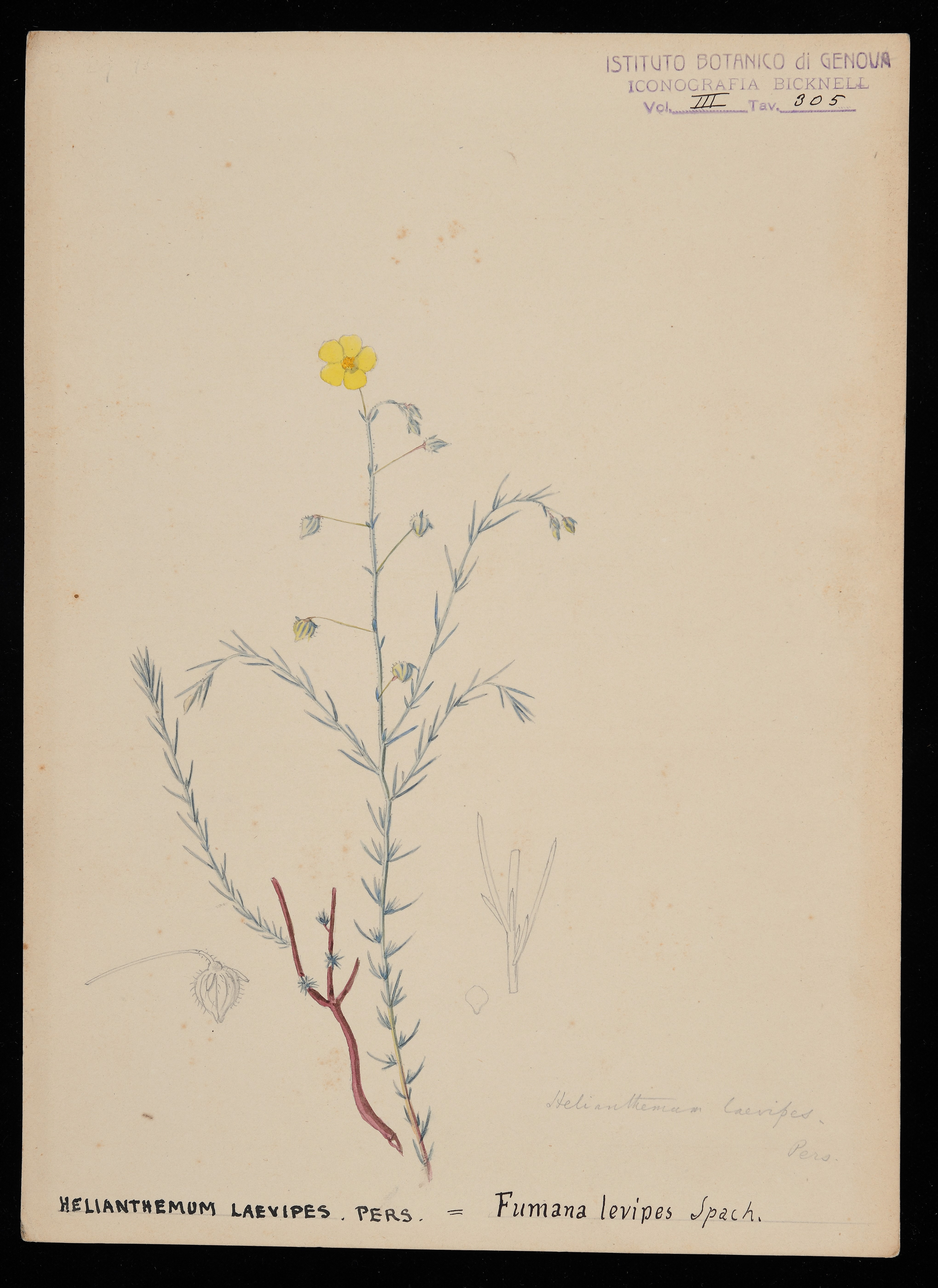 disegno, serie di Bicknell Clarence - ambito inglese (XIX)