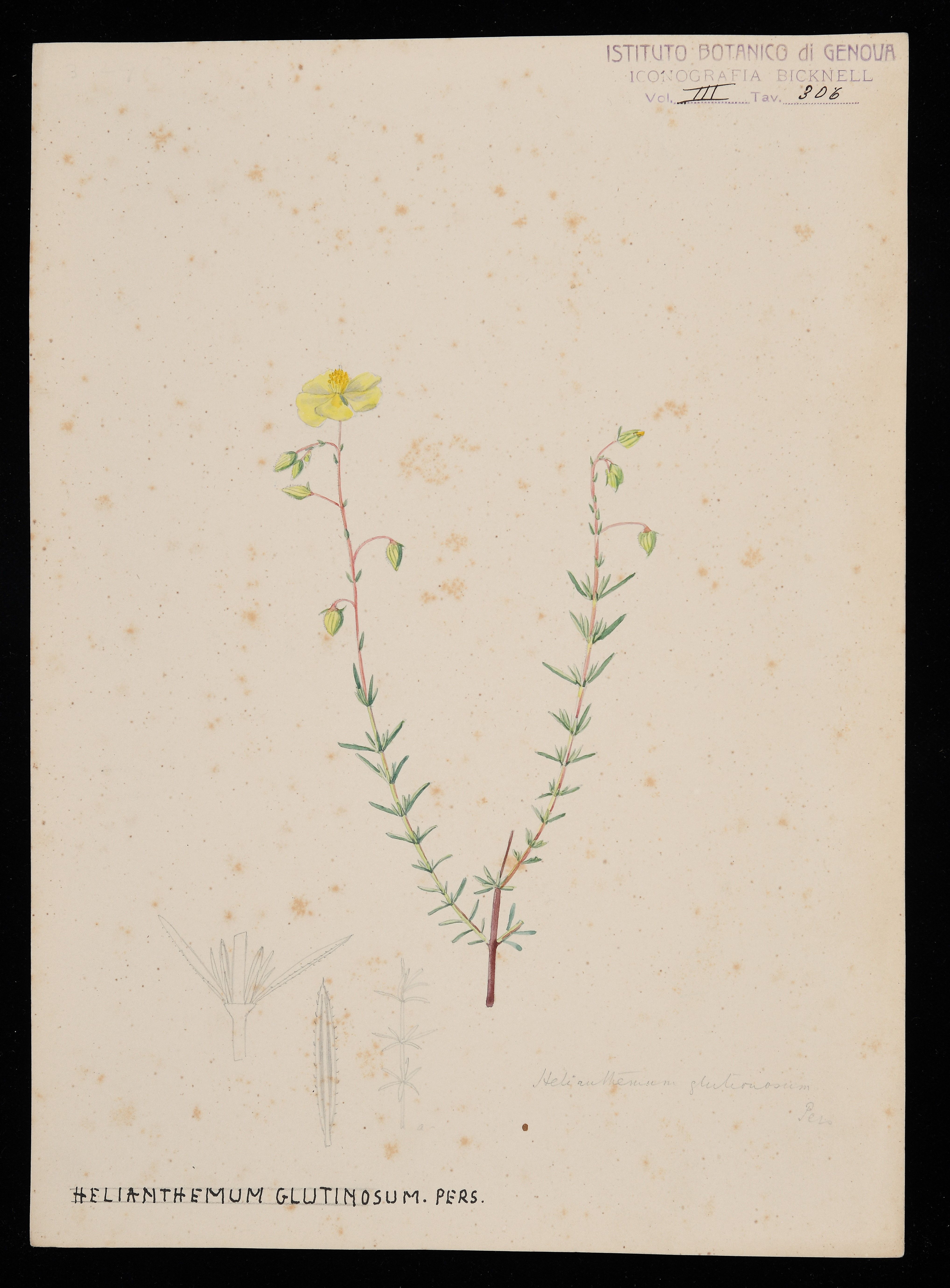 disegno, serie di Bicknell Clarence - ambito inglese (XIX)