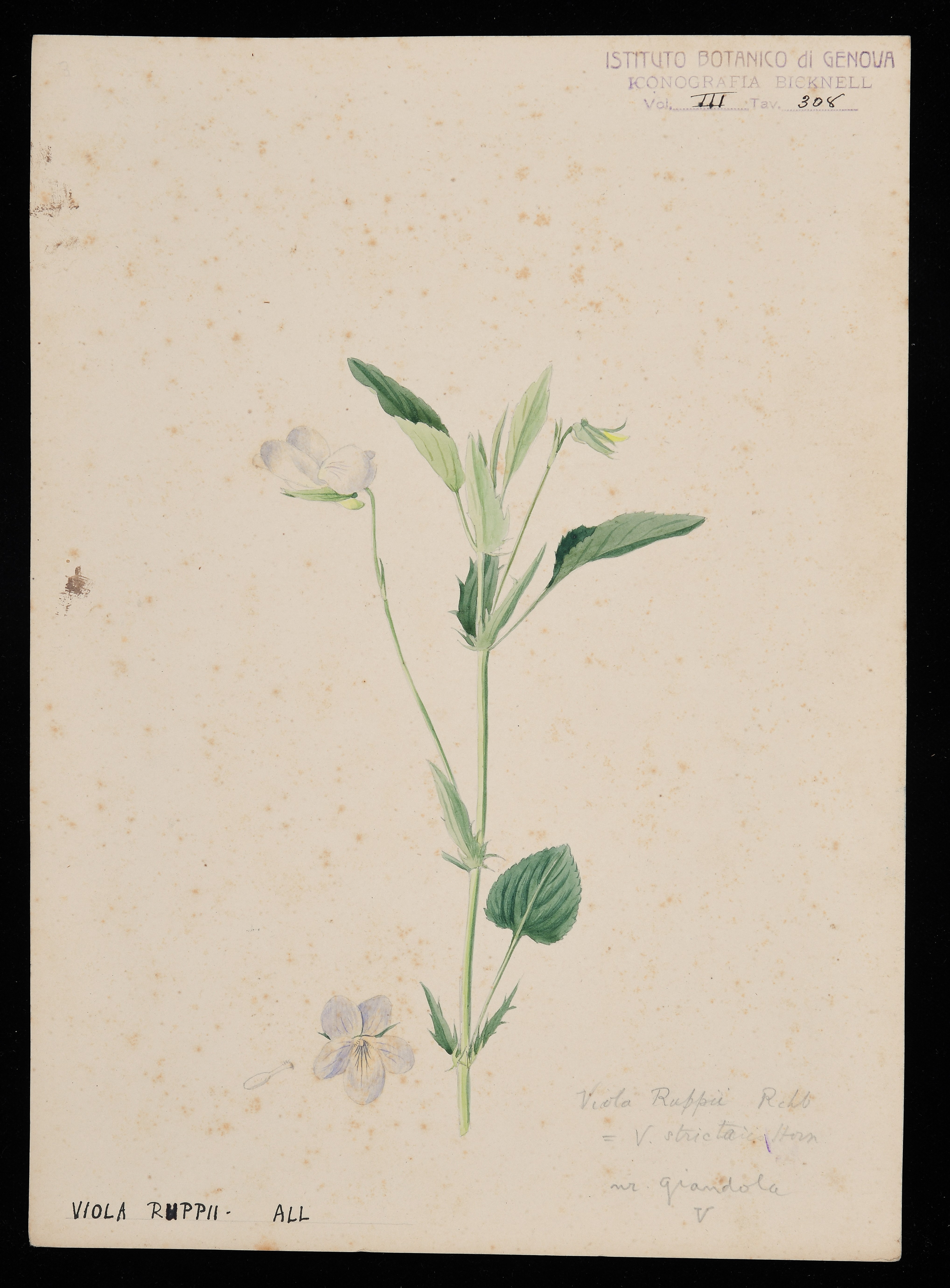 disegno, serie di Bicknell Clarence - ambito inglese (XIX)