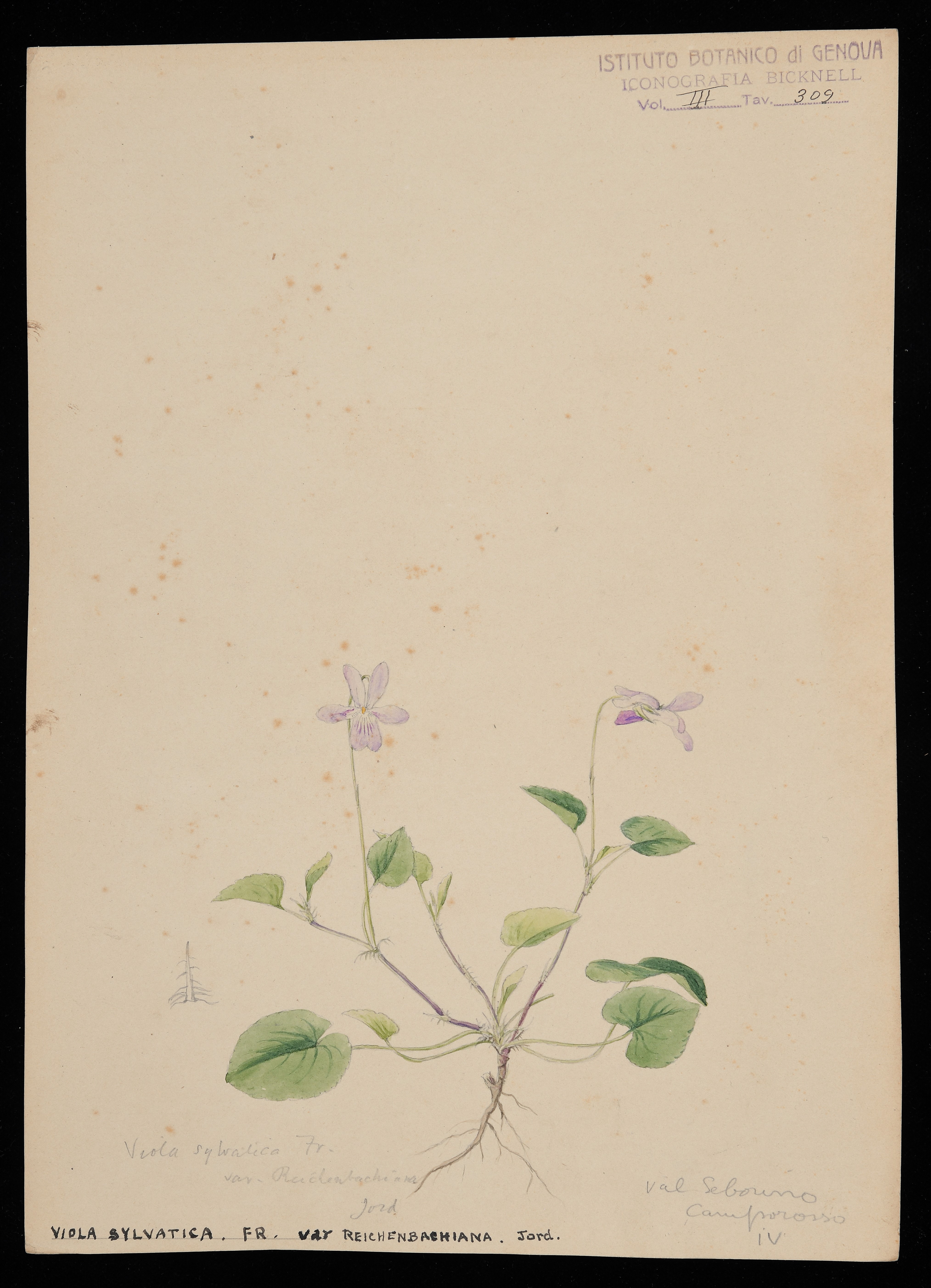 disegno, serie di Bicknell Clarence - ambito inglese (XX)