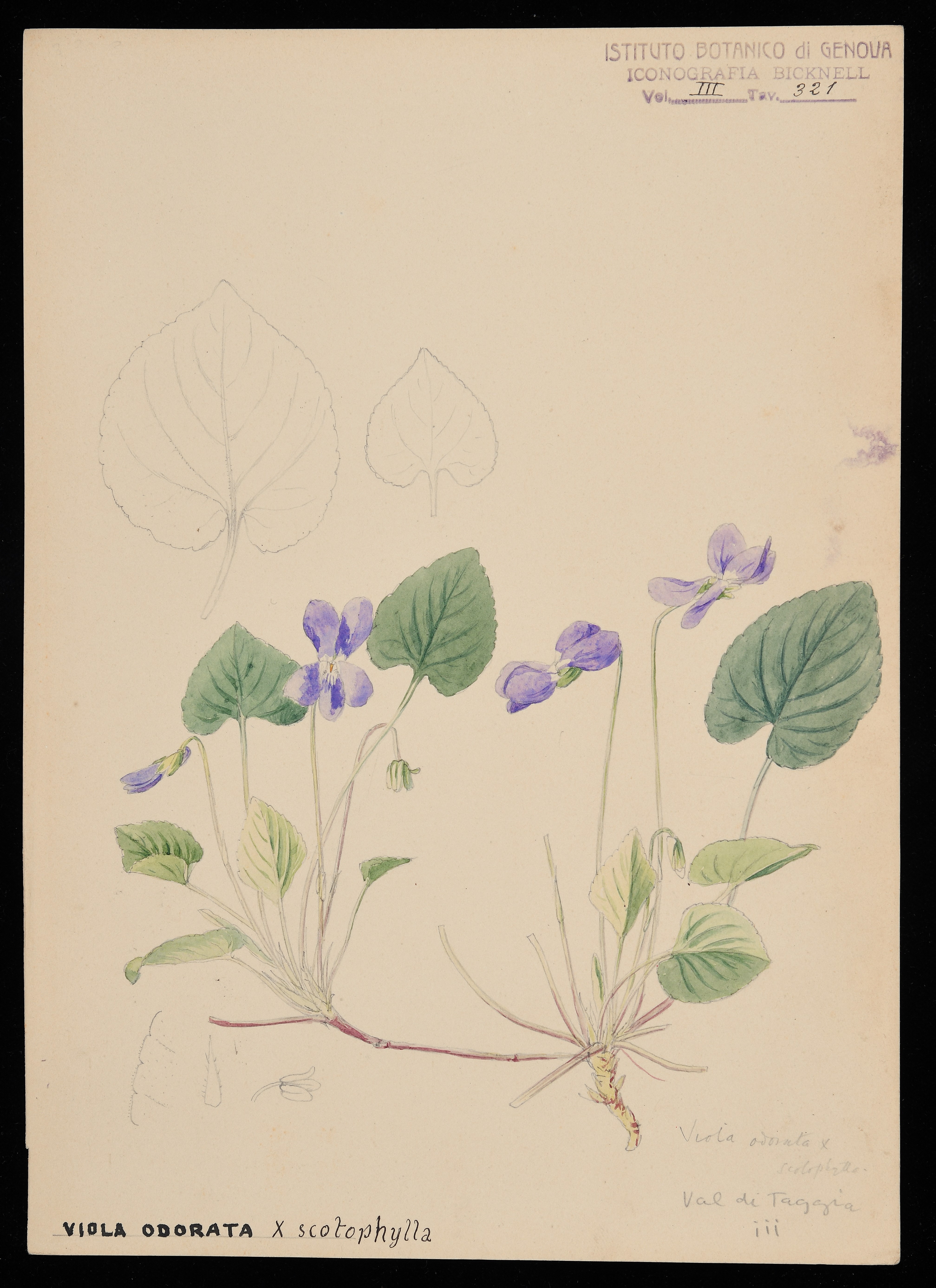 disegno, serie di Bicknell Clarence - ambito inglese (XX)