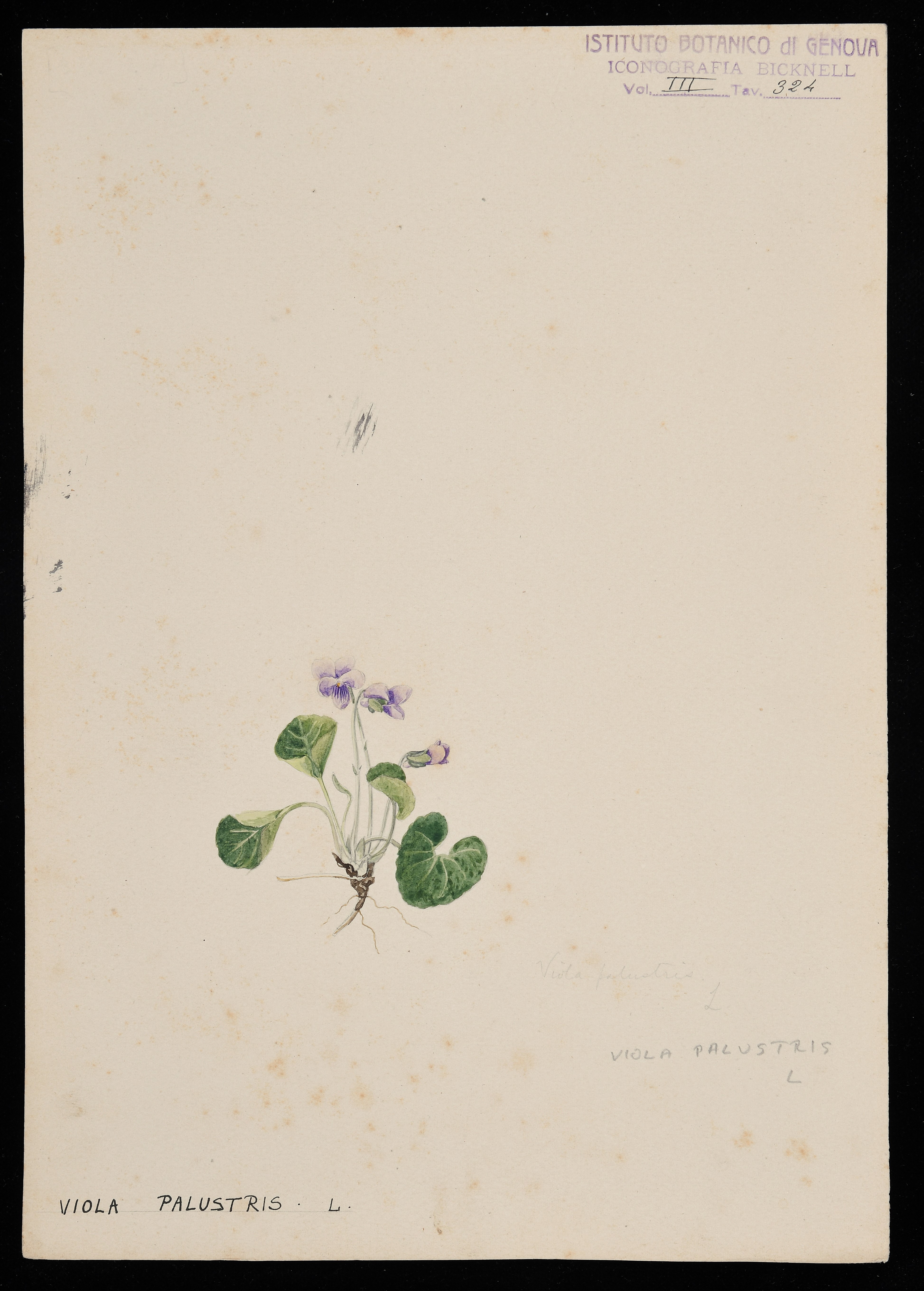 disegno, serie di Bicknell Clarence - ambito inglese (XIX)