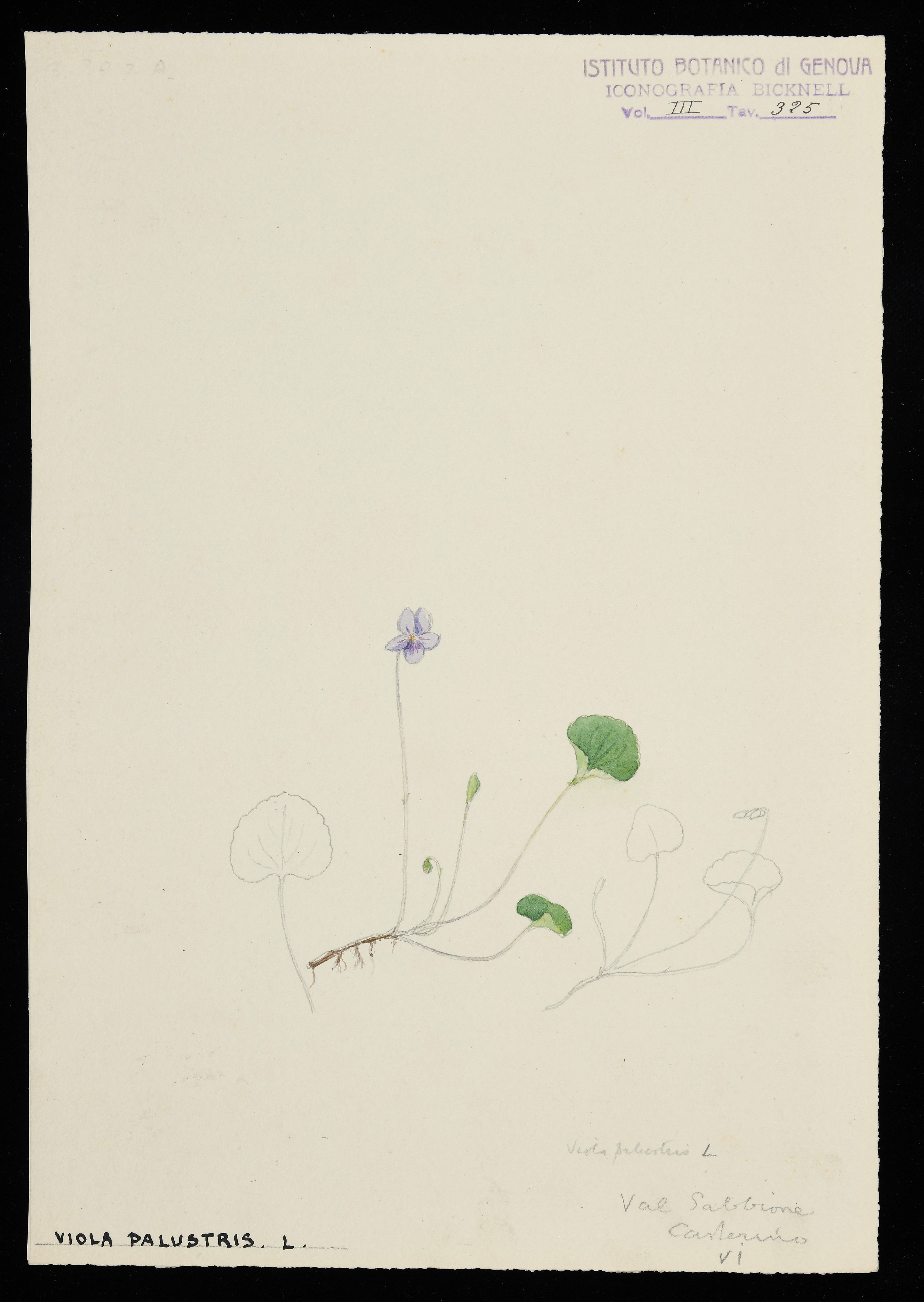 disegno, serie di Bicknell Clarence - ambito inglese (XX)