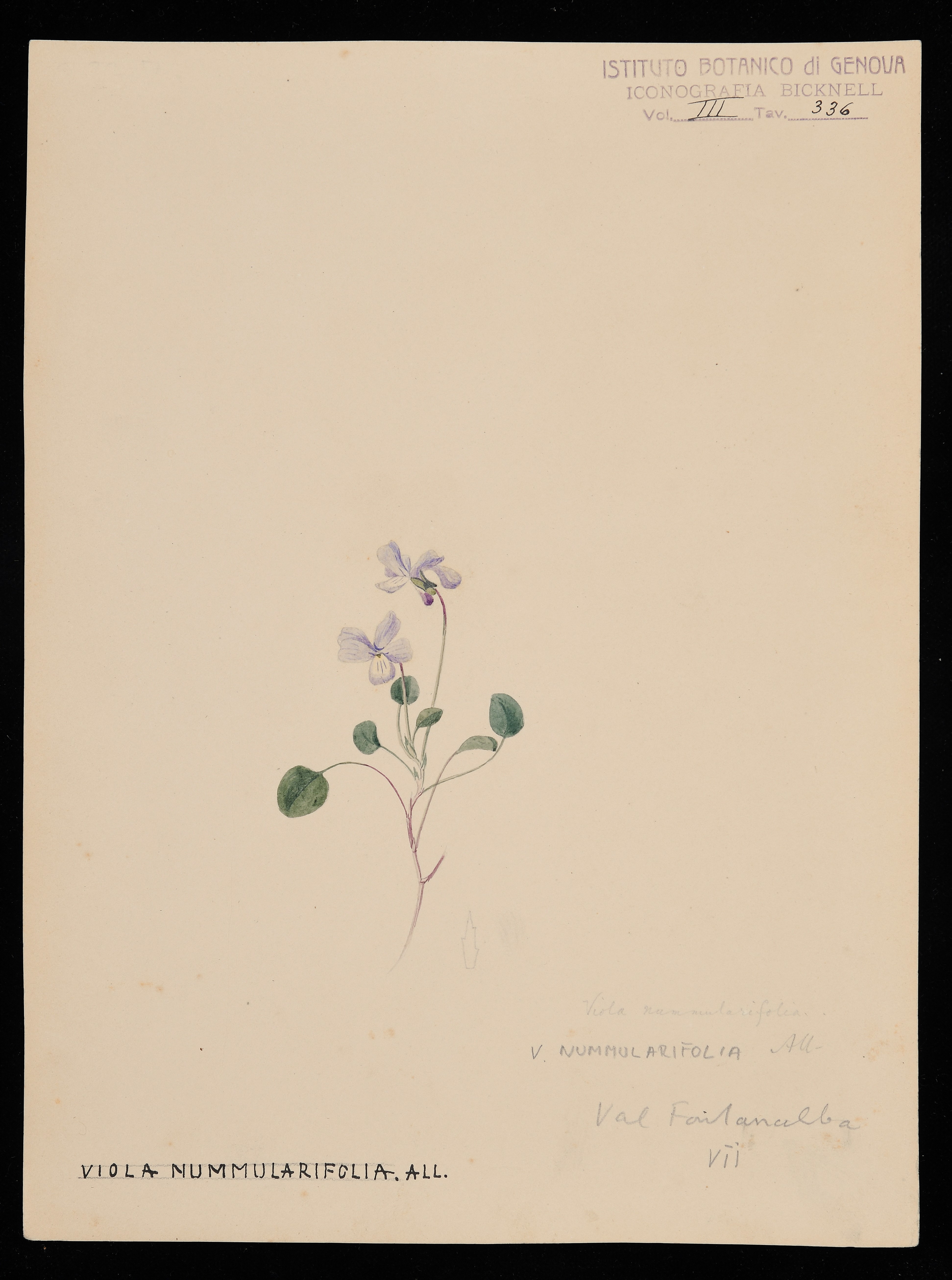 disegno, serie di Bicknell Clarence - ambito inglese (XIX)