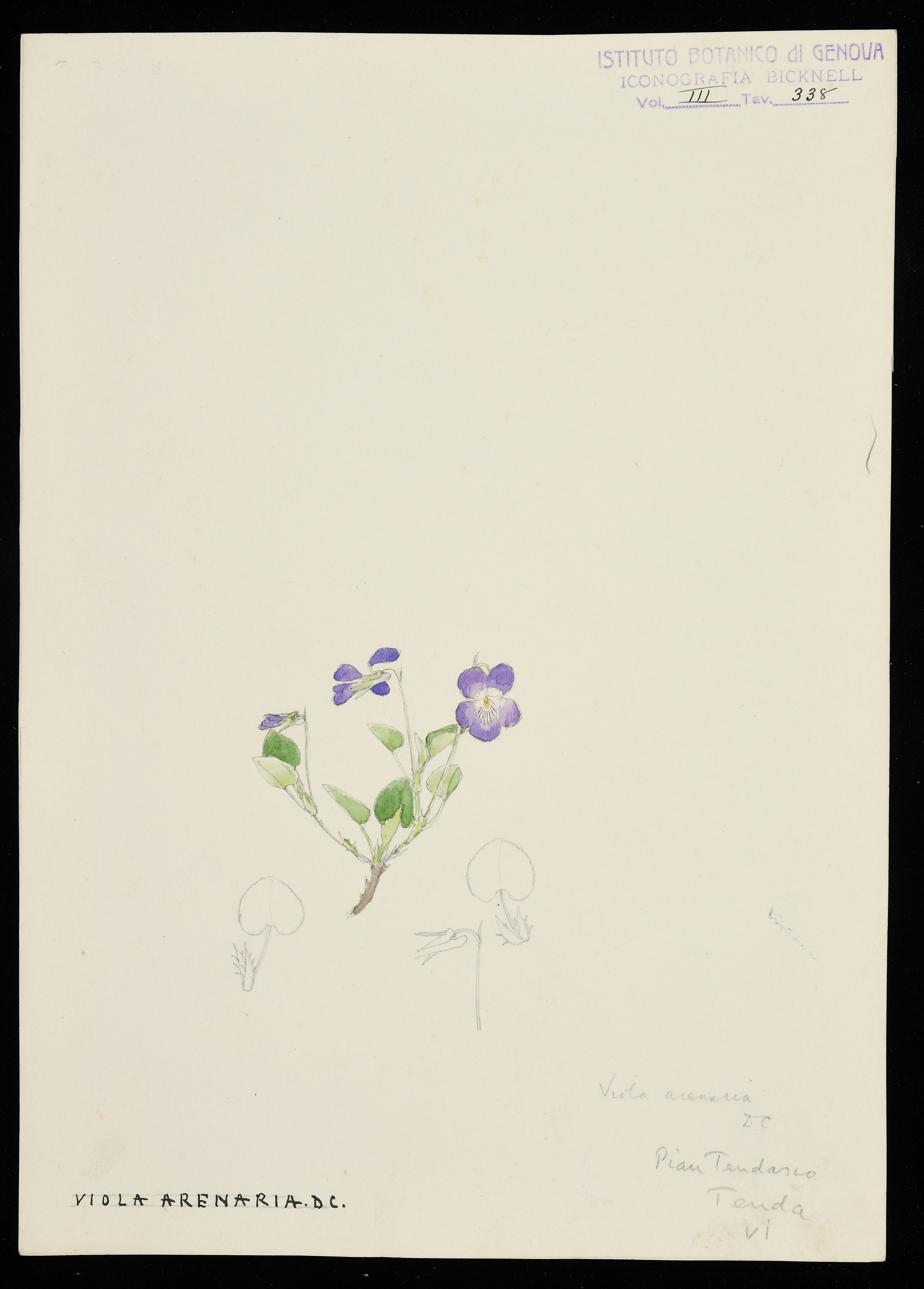 disegno, serie di Bicknell Clarence - ambito inglese (XX)